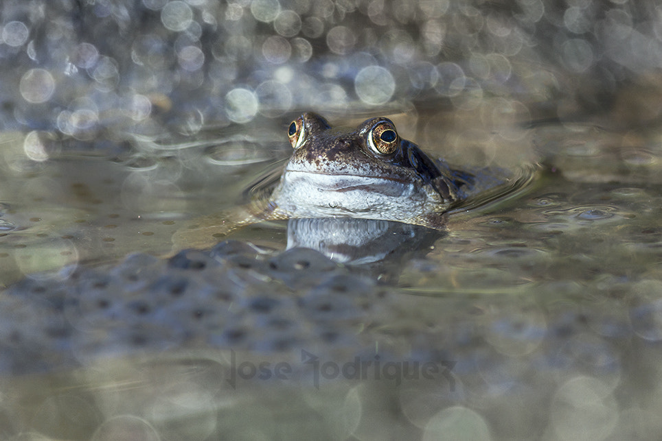 Canon EOS 40D + Canon EF 400mm F5.6L USM sample photo. Grenouille_mg_0359 photography