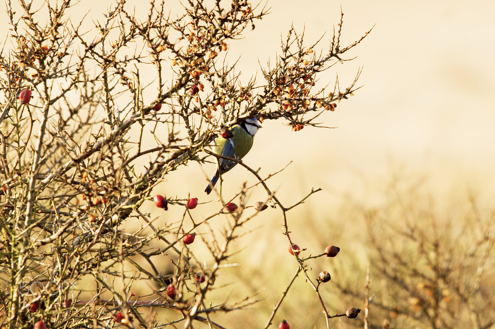 Sony Alpha DSLR-A550 + Sigma 150-500mm F5-6.3 DG OS HSM sample photo. Blue titmouse photography