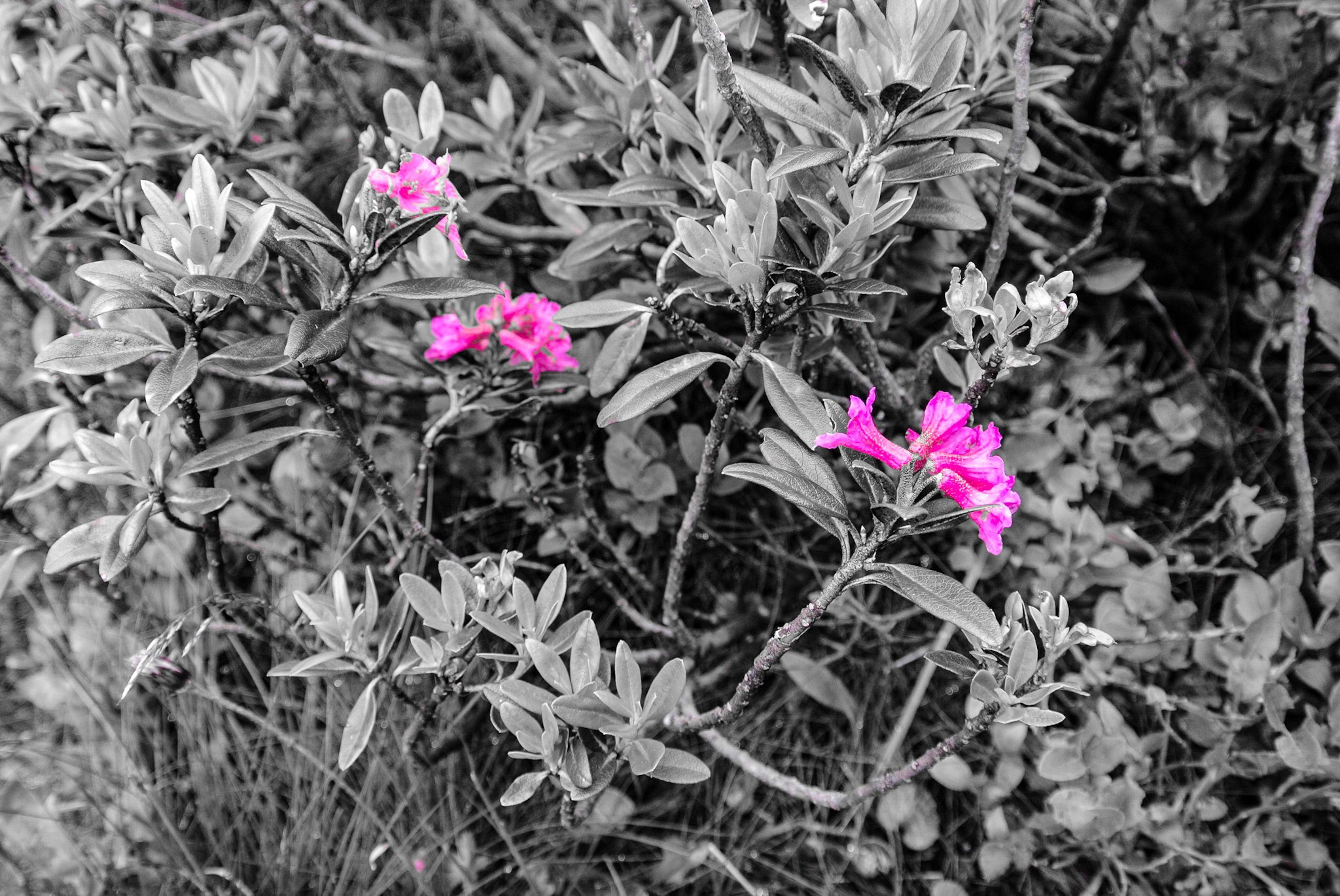 Nikon 1 J2 sample photo. Pink flowers photography