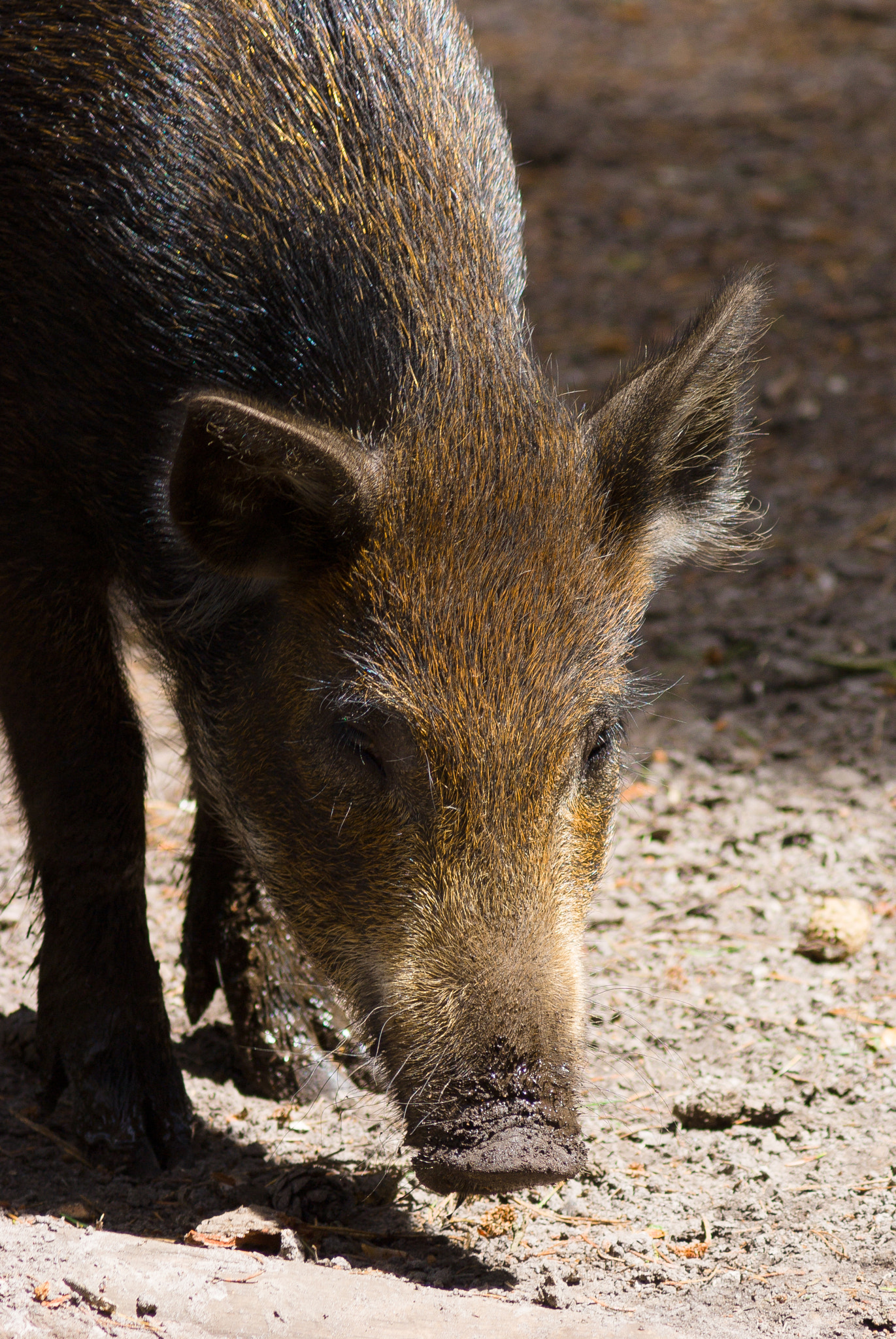 Sony Alpha DSLR-A300 sample photo. Wild boar photography
