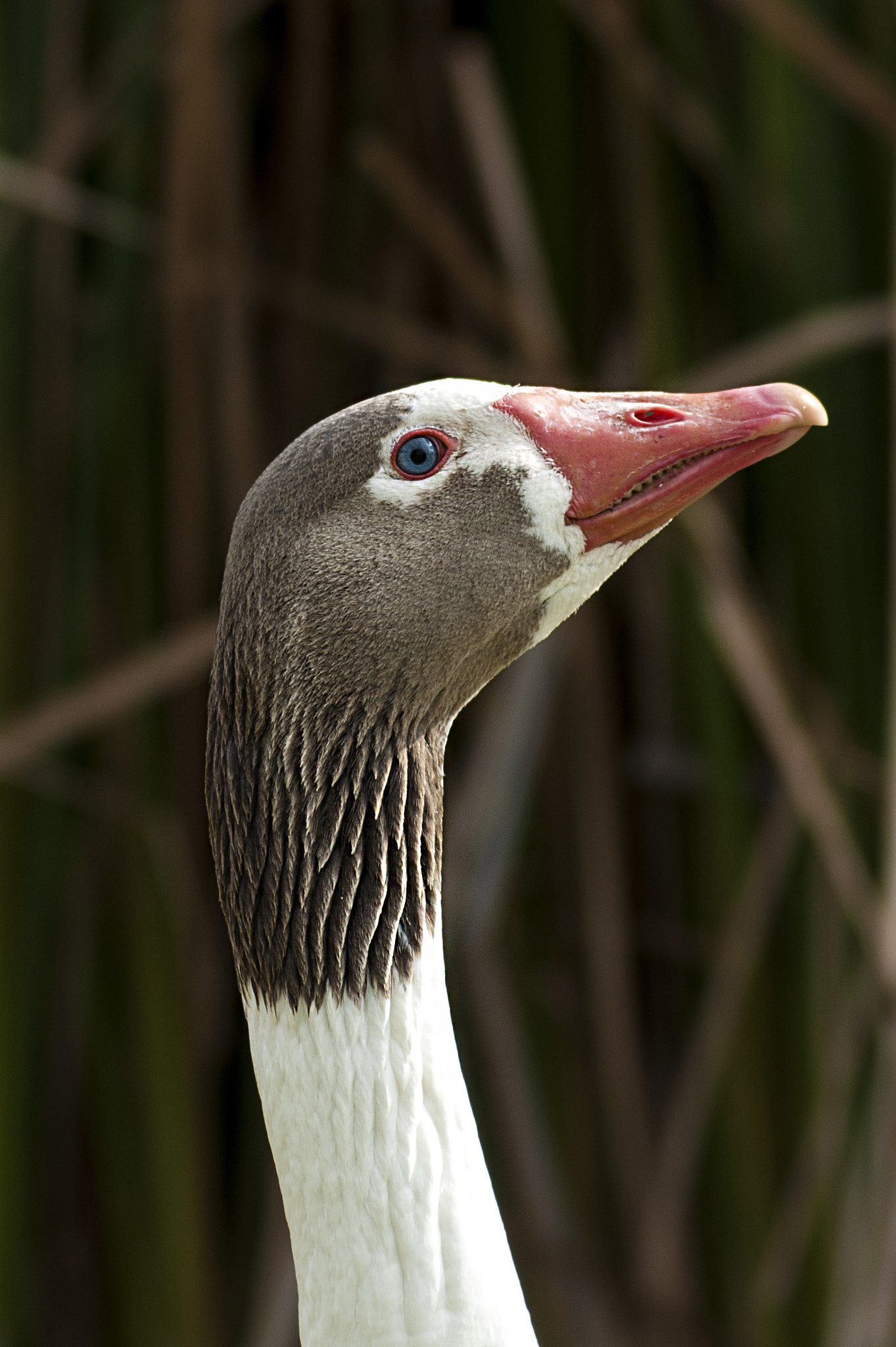 AF Zoom-Nikkor 80-200mm f/4.5-5.6D sample photo. Duckface photography
