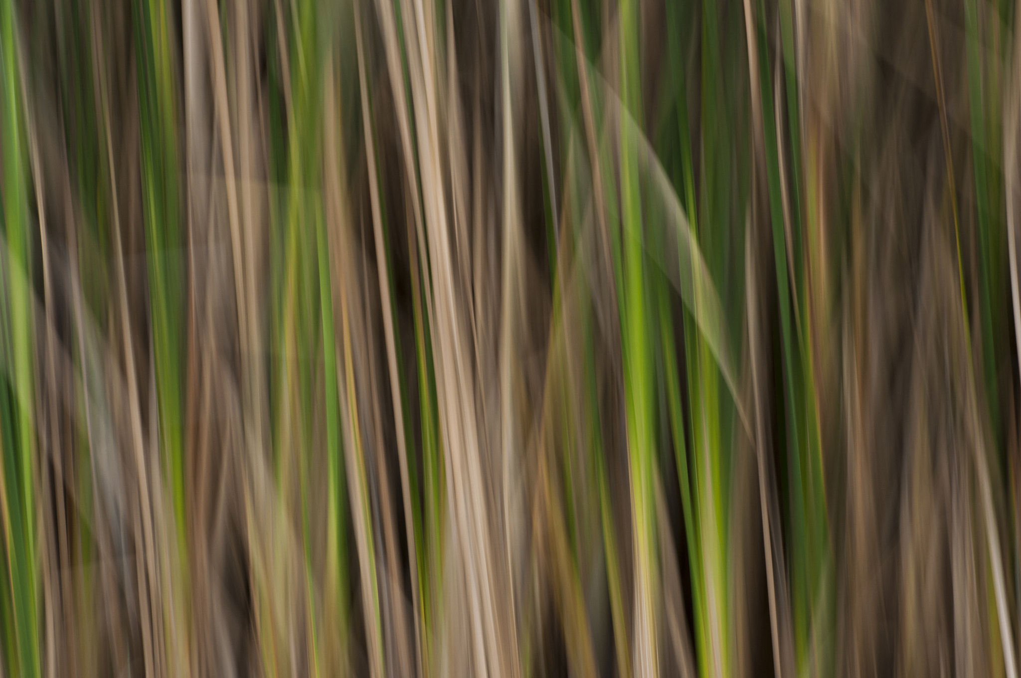 AF Zoom-Nikkor 80-200mm f/4.5-5.6D sample photo. Green flow photography