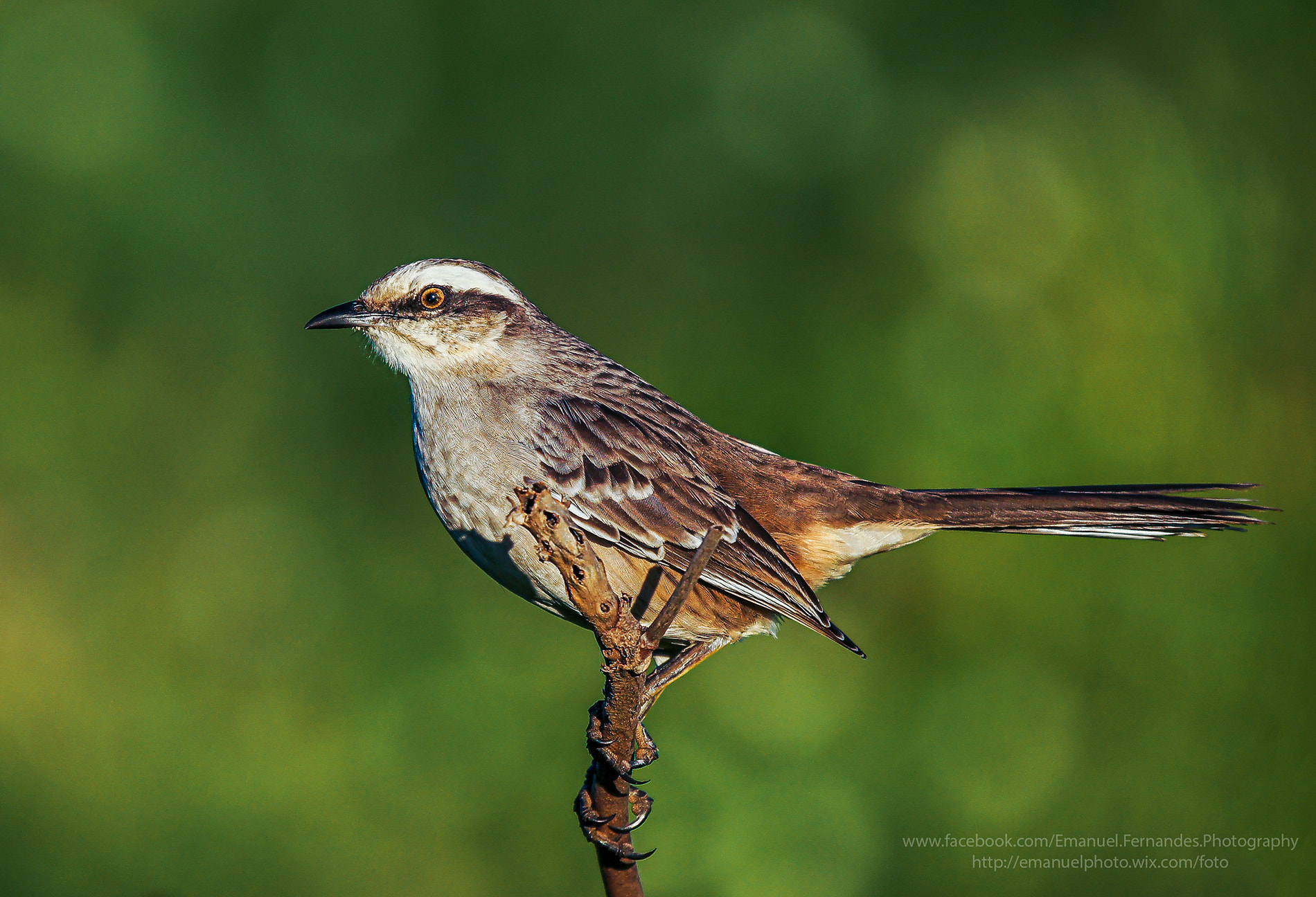 Minolta AF 300mm F2.8 HS-APO G sample photo. From brasil photography