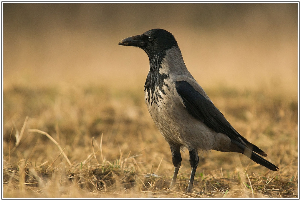 Sony Alpha DSLR-A550 + Sigma 30mm F1.4 EX DC HSM sample photo. Hooded crow photography