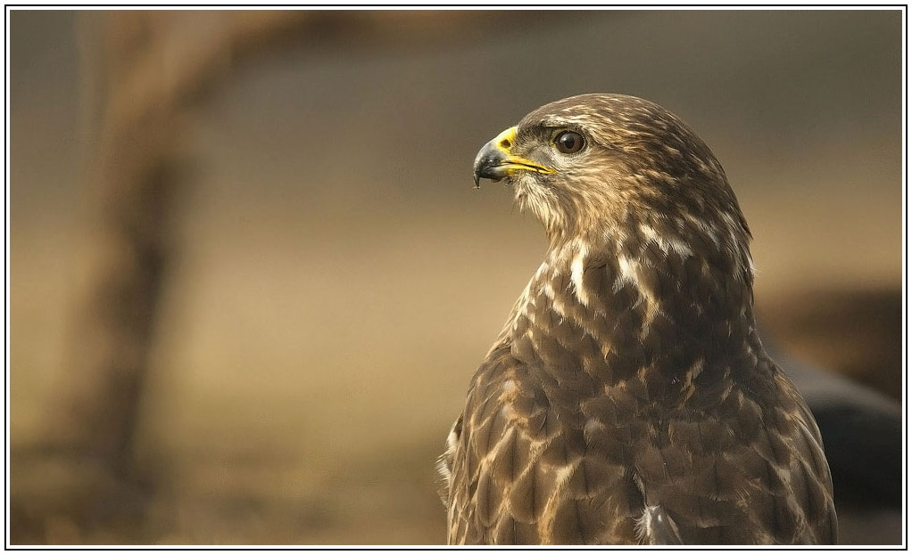 Sony Alpha DSLR-A550 + Sigma 30mm F1.4 EX DC HSM sample photo. Buteo photography