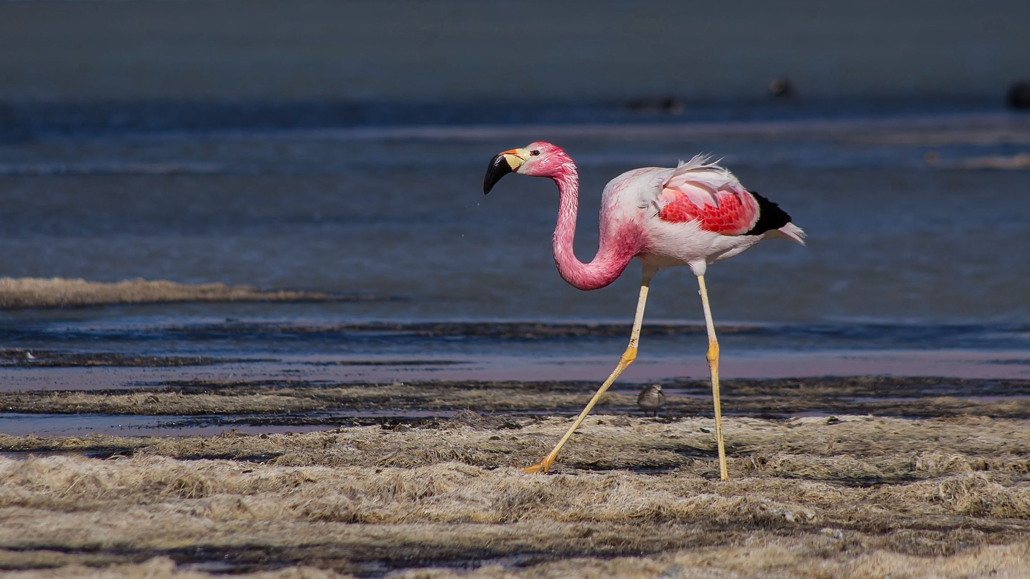 HD Pentax DA 55-300mm F4.0-5.8 ED WR sample photo. Flamenco chileno (phoenicopterus chilensis) photography