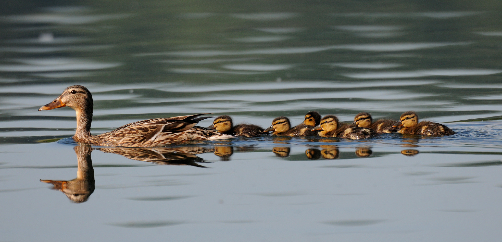 AF-S Nikkor 600mm f/4D IF-ED sample photo. Family photography