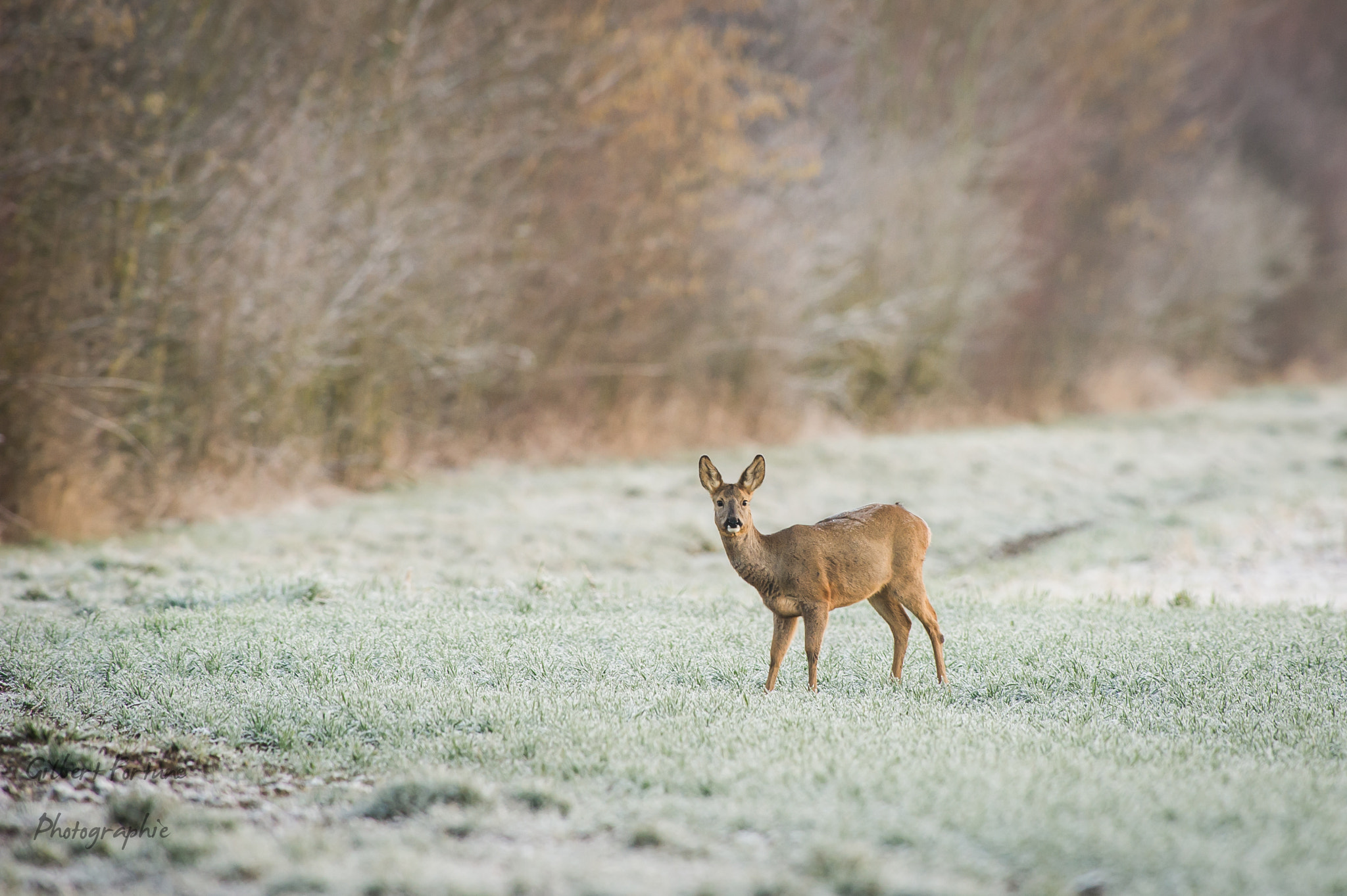 Nikon AF-S Nikkor 300mm F2.8G ED VR II sample photo. Chevreuil photography