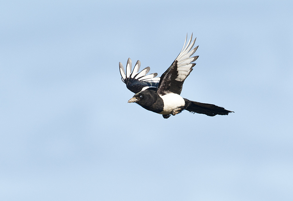 Nikon D700 + Nikon AF-S Nikkor 600mm F4D ED-IF II sample photo. Magpie (pica pica) photography
