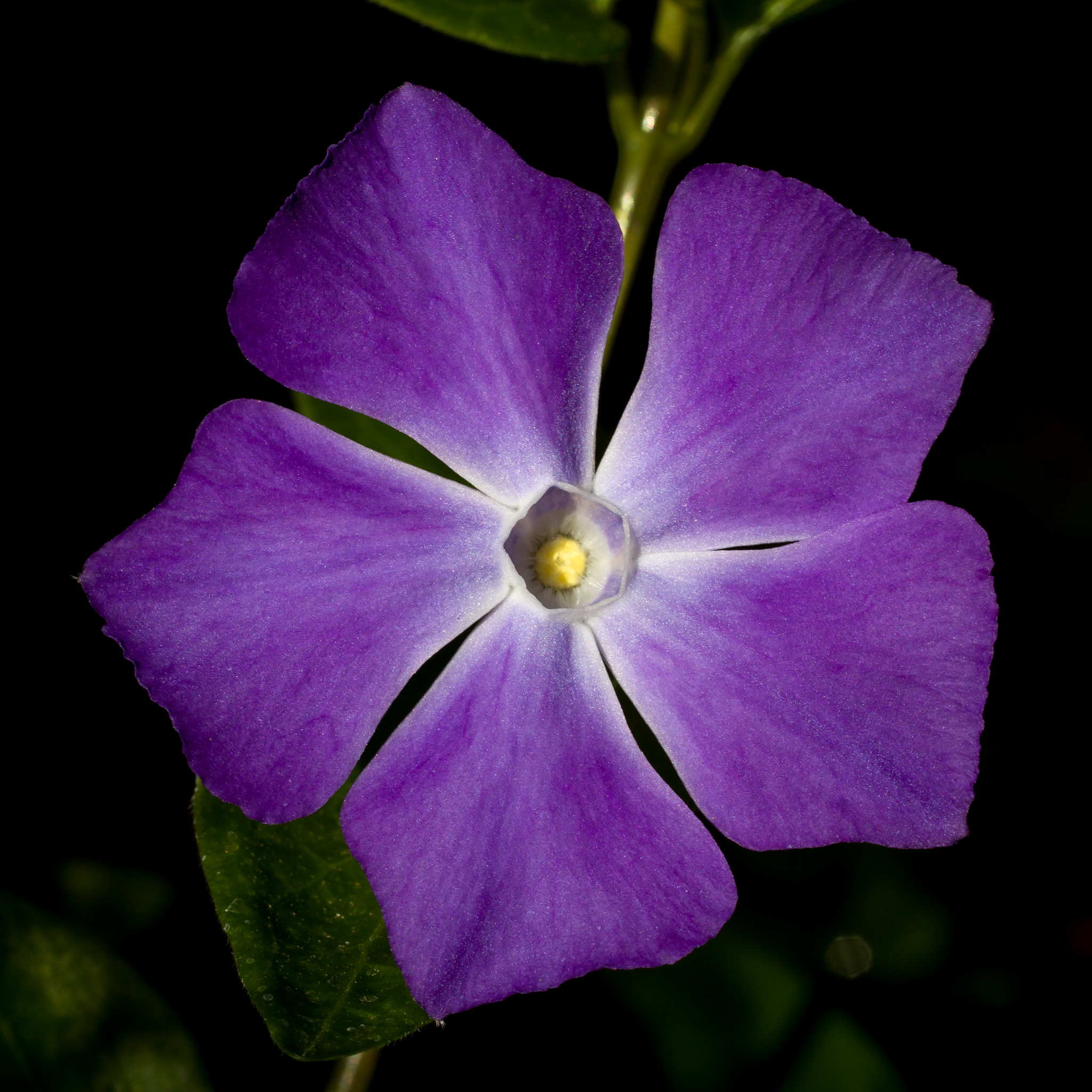 Tamron SP AF 60mm F2 Di II LD IF Macro sample photo. Vinca flower macro photography