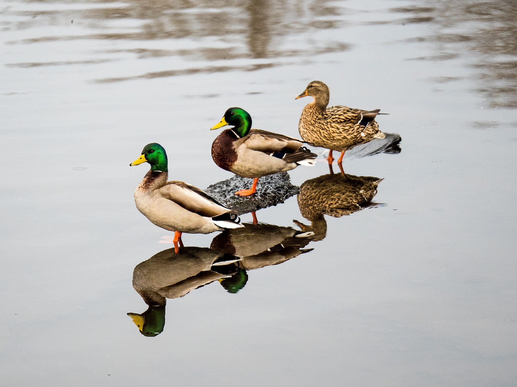 Panasonic Lumix G X Vario 35-100mm F2.8 OIS sample photo. Got my ducks in a row photography