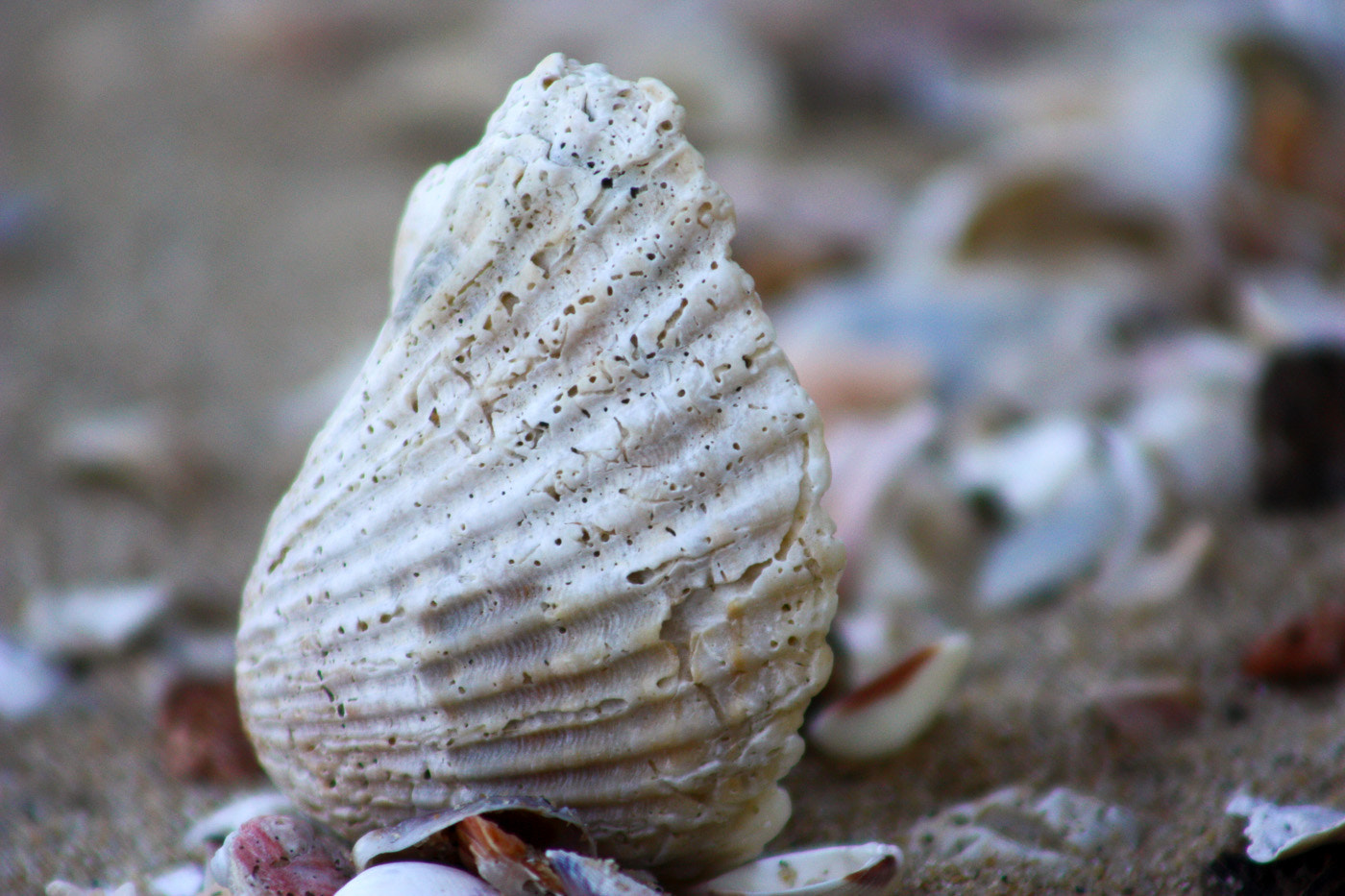 Canon EF 75-300mm f/4-5.6 USM sample photo. Beauty seashell photography