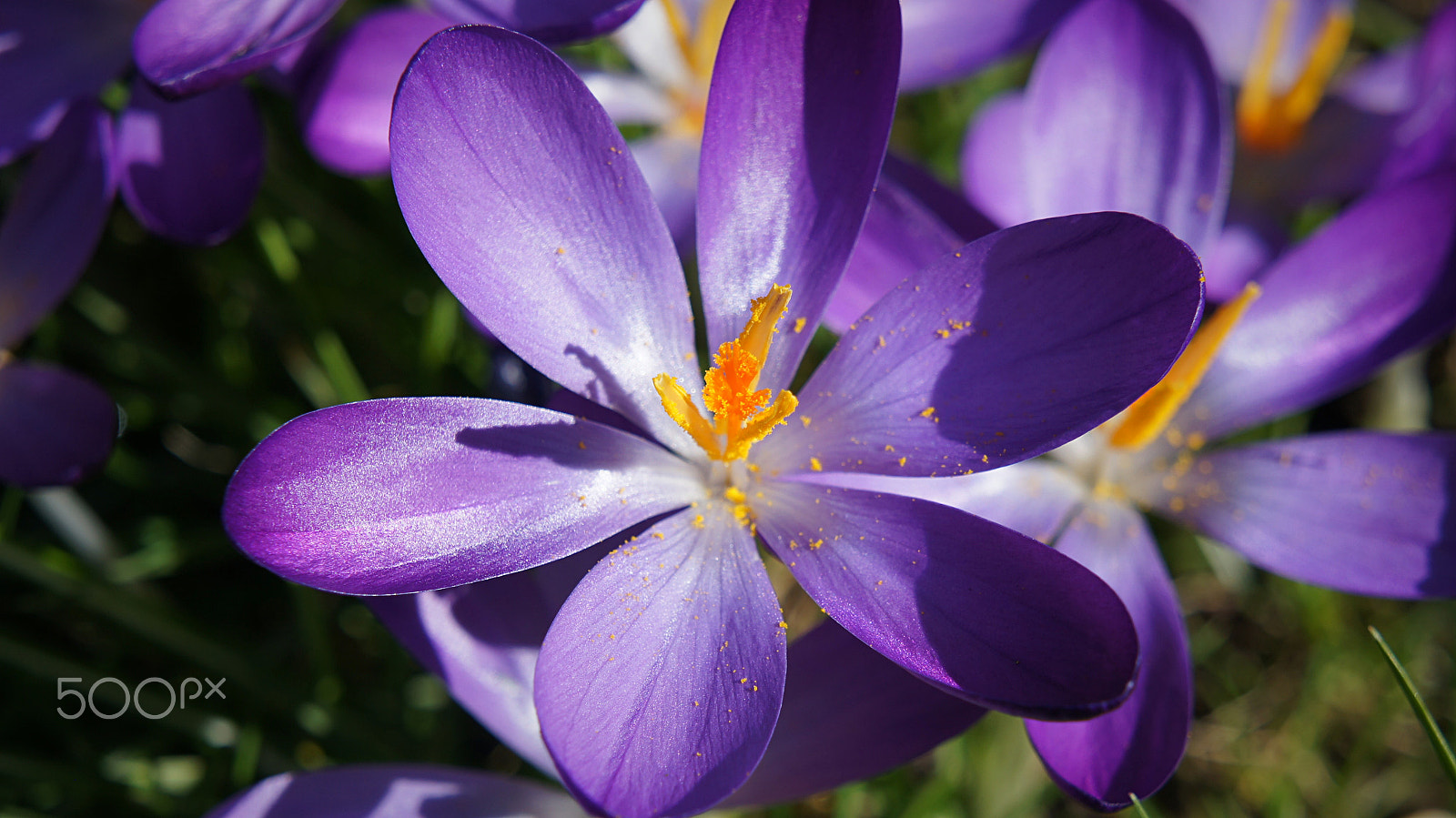 Sony Alpha NEX-C3 sample photo. Purple 6 photography