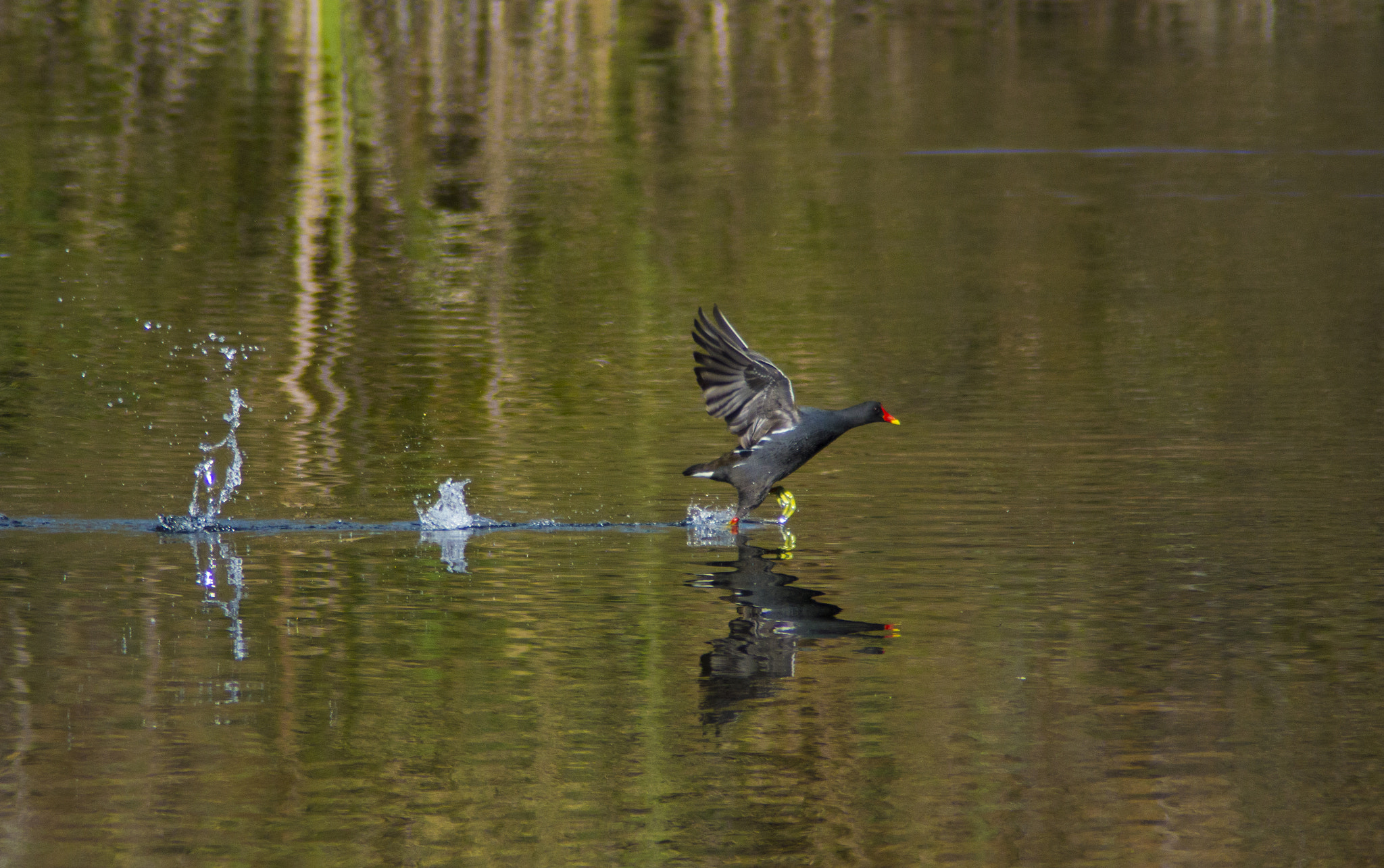 Tamron AF 200-400mm f/5.6 LD IF (75D) sample photo. Gallineta común (gallinula chloropus) photography