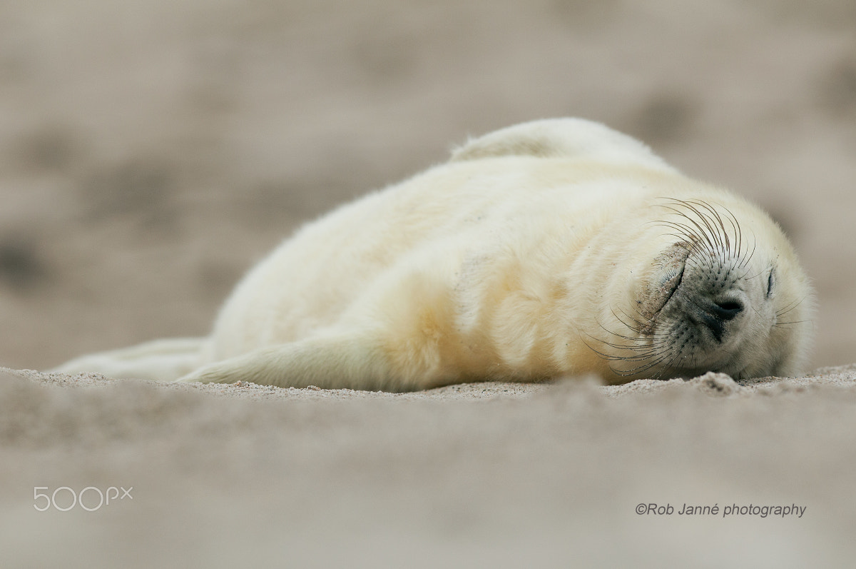 Nikon AF-S Nikkor 300mm F2.8G ED VR II sample photo. Sleepy photography