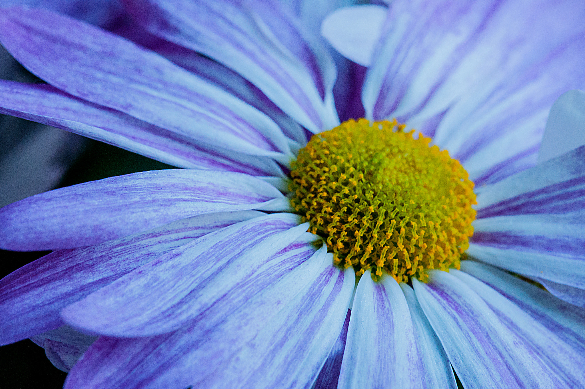 Nikon AF-S DX Micro-Nikkor 85mm F3.5G ED VR sample photo. 'daisy 2' photography