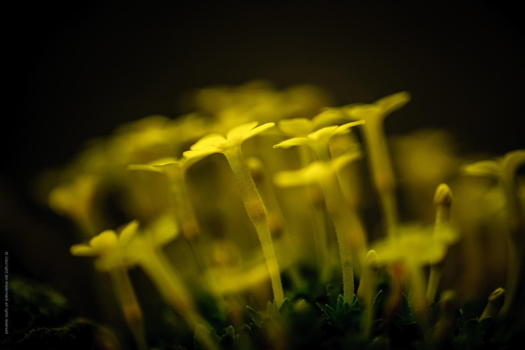 Sigma APO Macro 180mm F3.5 EX DG HSM sample photo. Dionysia photography
