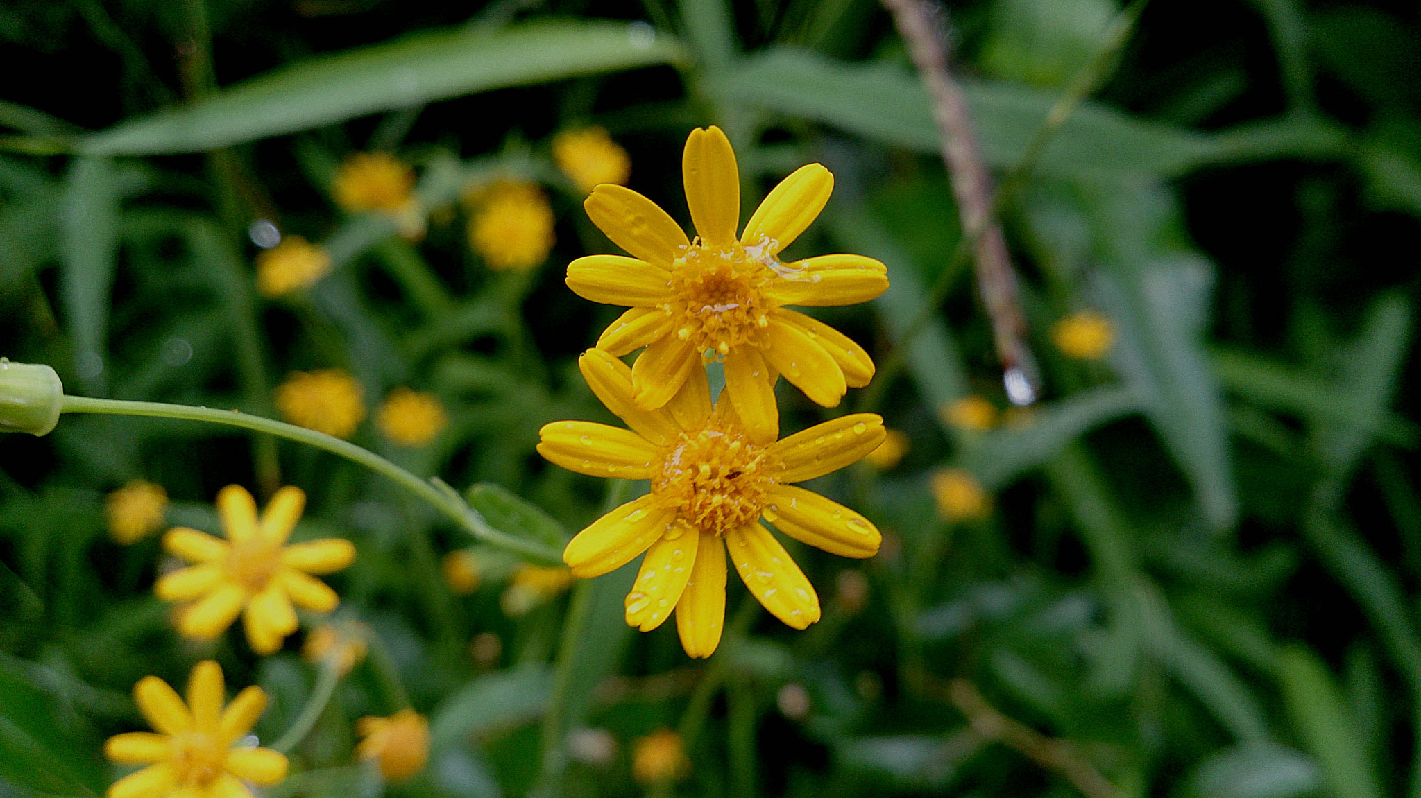 Sony Xperia ZR sample photo. Sunshine after the rain photography