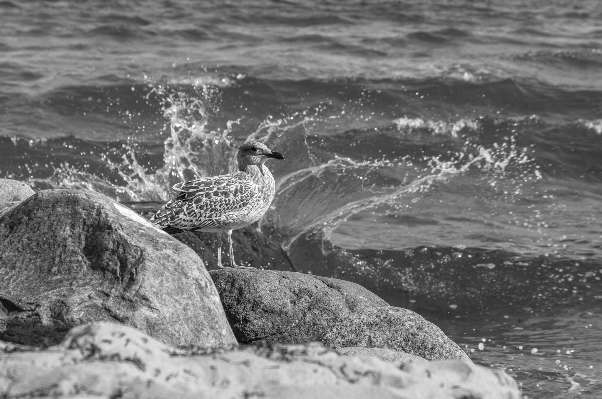 Sigma 17-70mm F2.8-4 DC Macro OS HSM | C sample photo. Splash photography