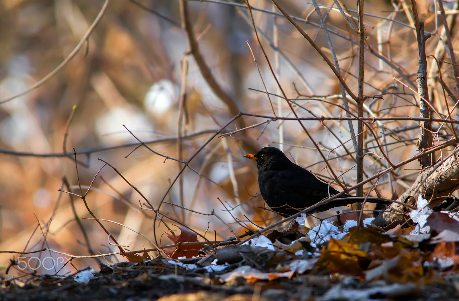 Canon EOS 6D + Canon EF 400mm F5.6L USM sample photo. Black bird photography