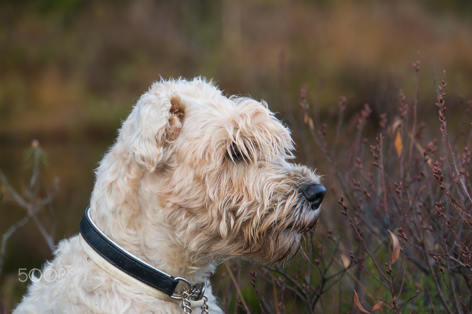 Sony Alpha NEX-6 + Sony E 18-200mm F3.5-6.3 OSS sample photo. Teddy photography