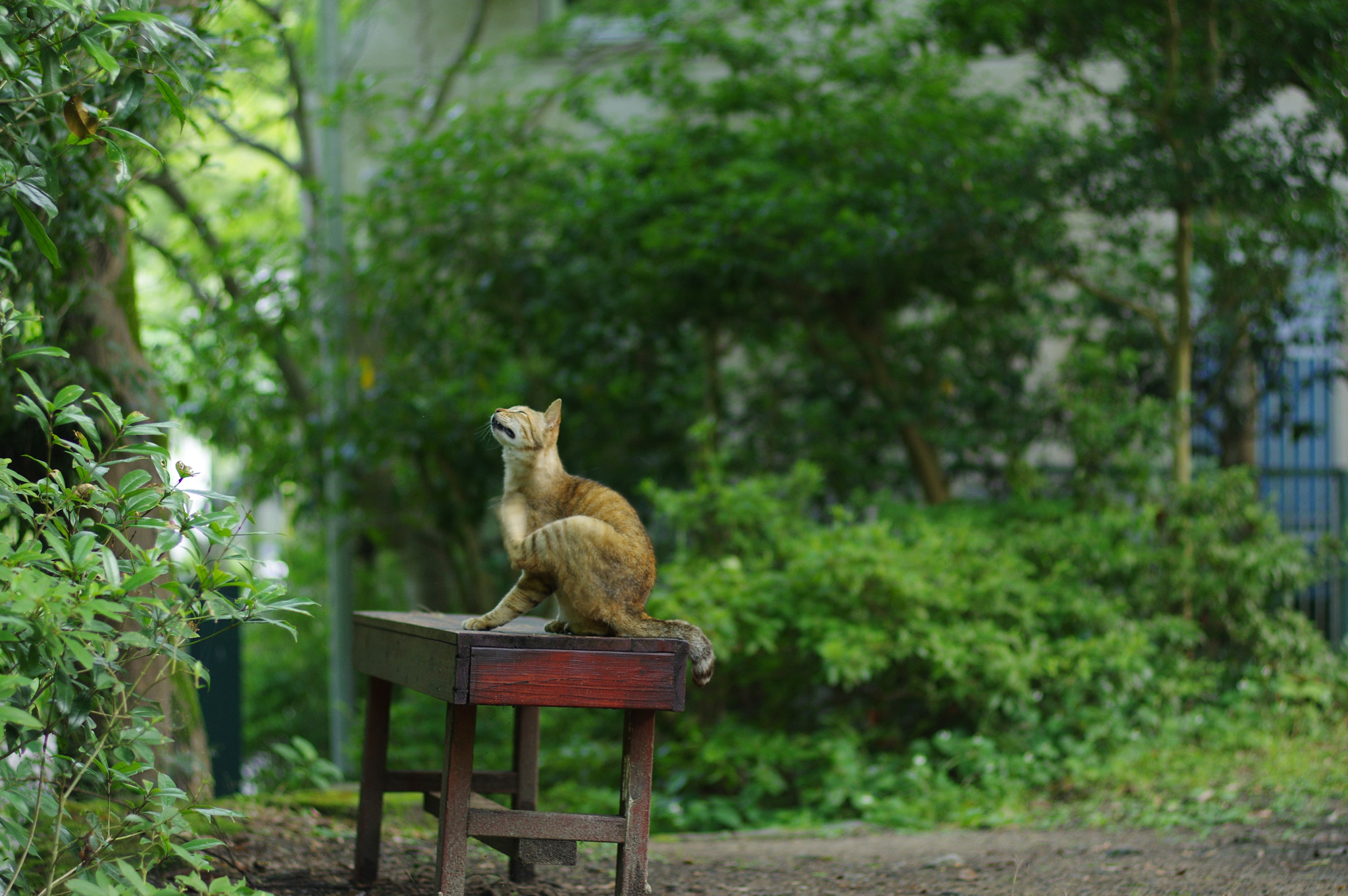 Pentax smc FA 77mm 1.8 Limited sample photo. On a bench photography