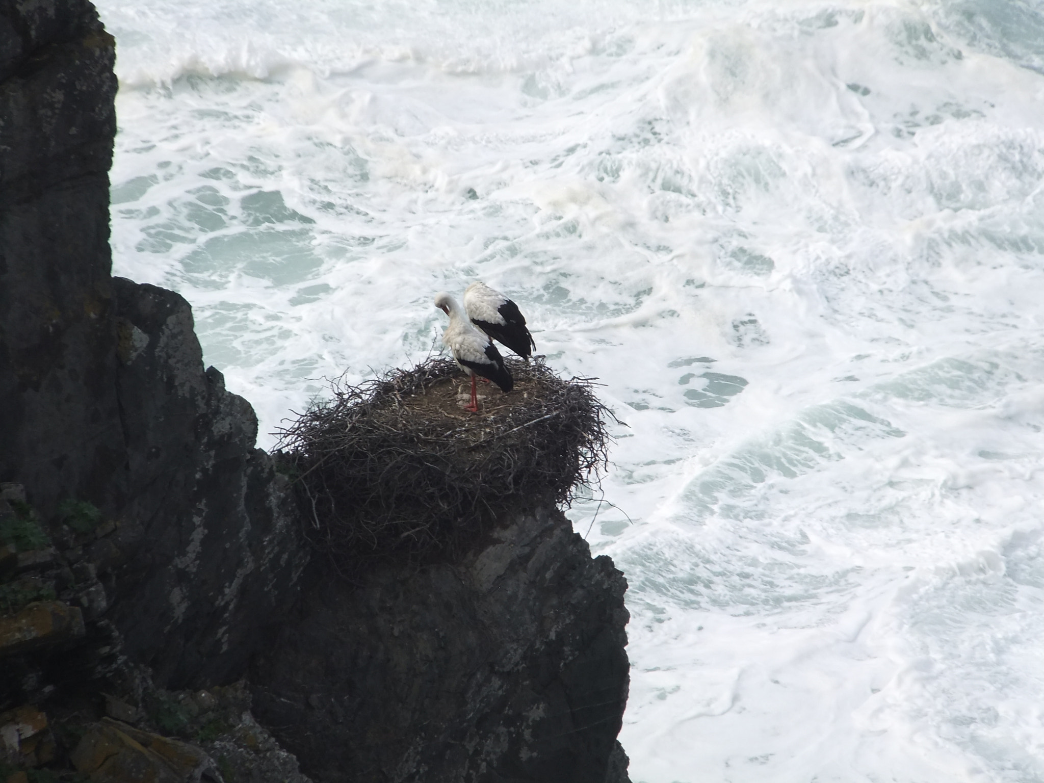 FujiFilm FinePix F300EXR (FinePix F305EXR) sample photo. Nesting storks photography