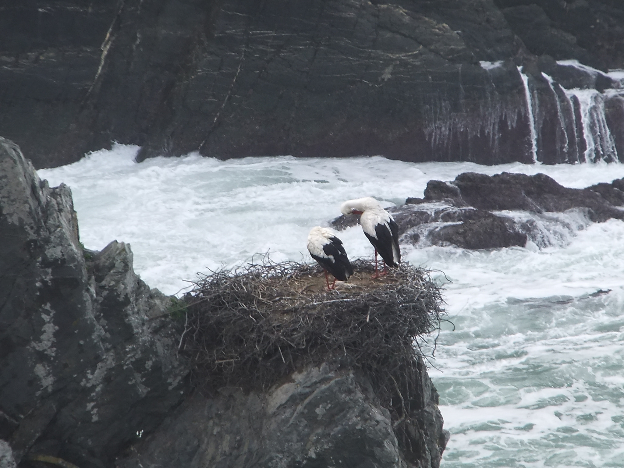 FujiFilm FinePix F300EXR (FinePix F305EXR) sample photo. Nesting storks photography