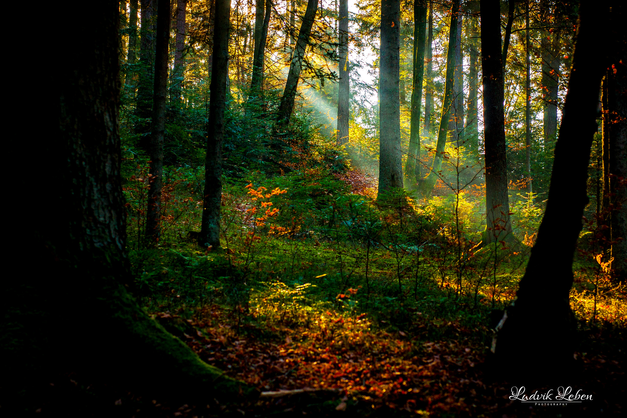 Sony Alpha DSLR-A700 + Sony 50mm F1.4 sample photo. Morning light photography