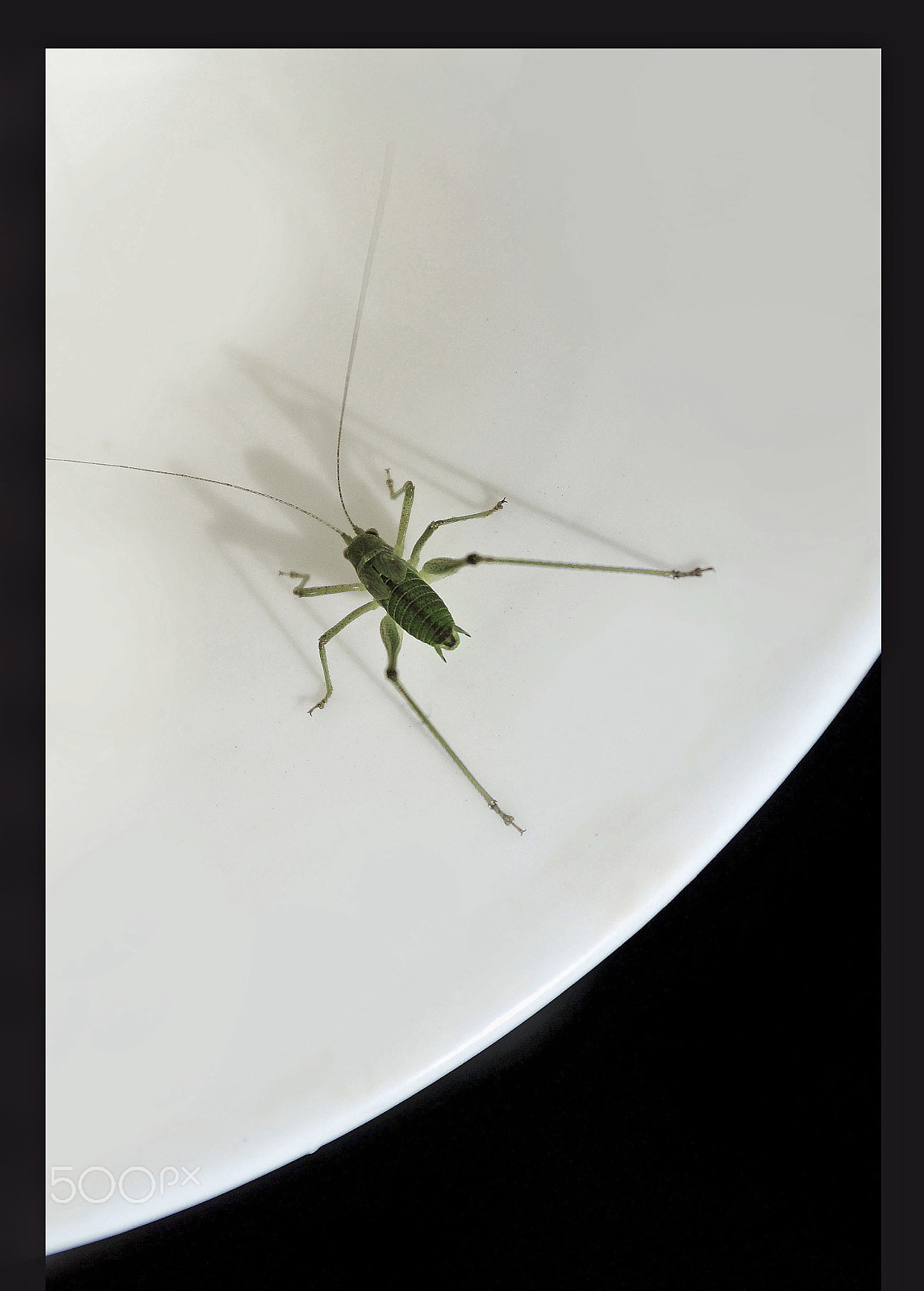 Nikon D3100 + AF Nikkor 18mm f/2.8D sample photo. Black, white and green grasshopper photography