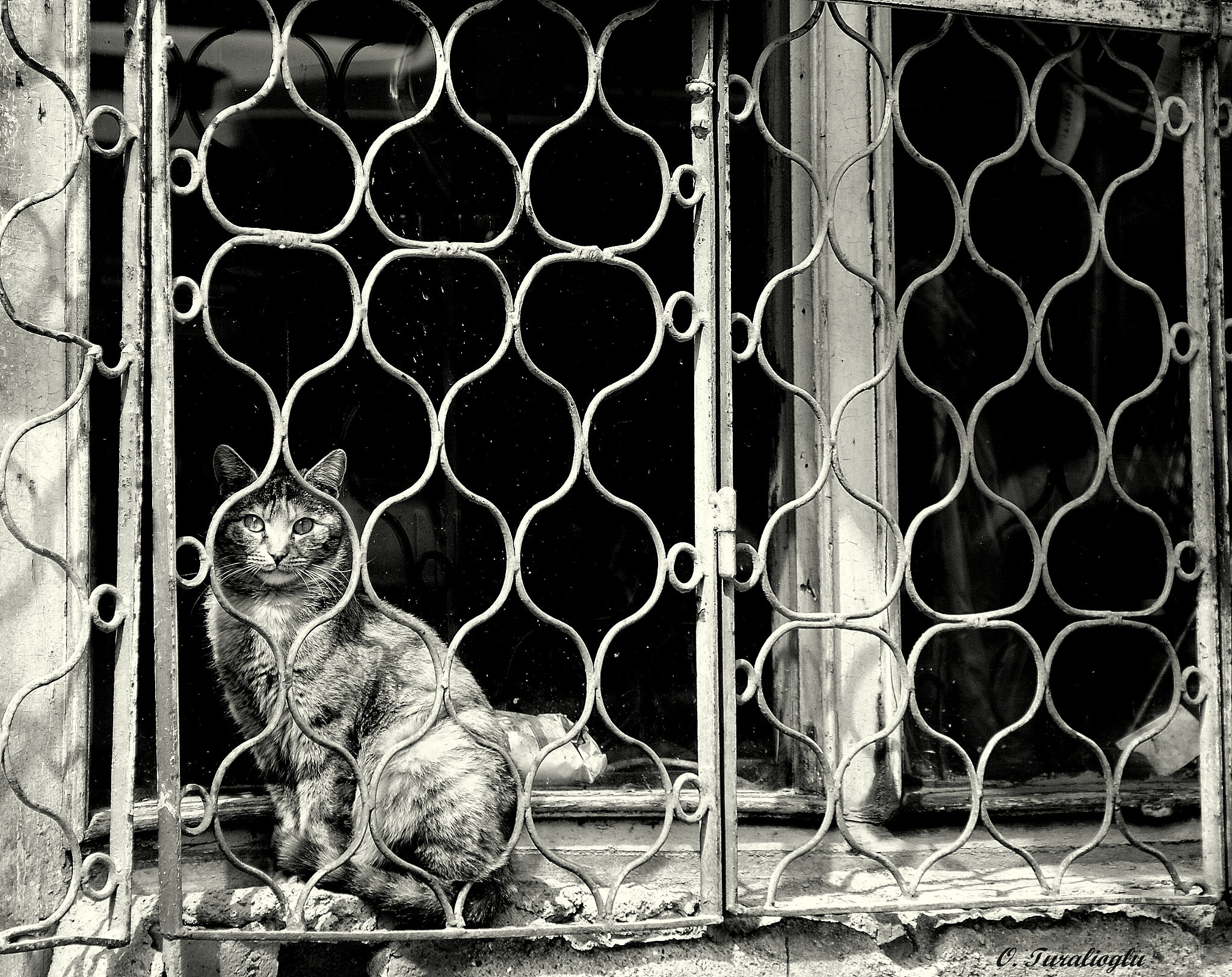 Sony Alpha DSLR-A300 sample photo. Cat photography