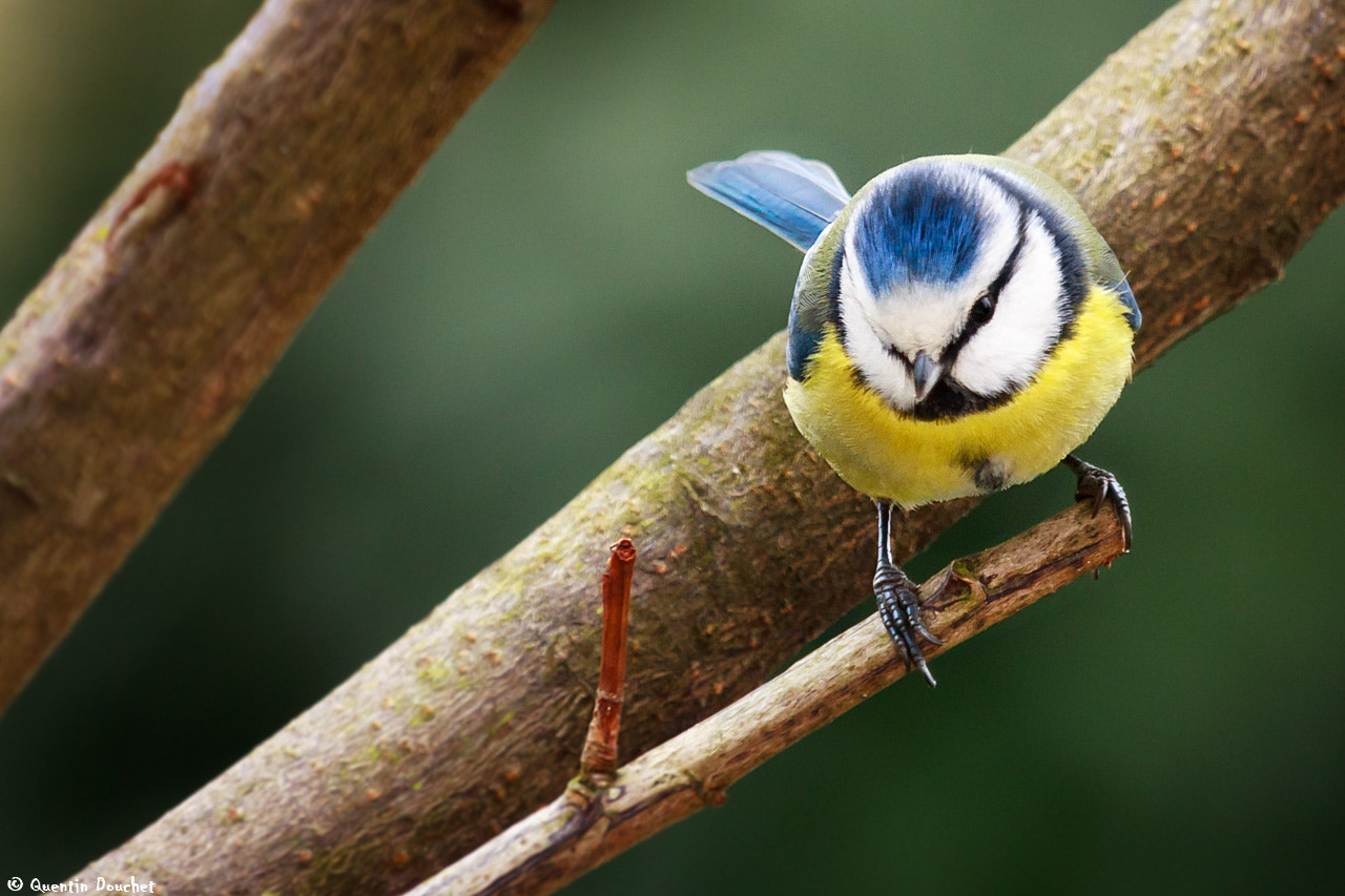 Canon EF 100-400mm F4.5-5.6L IS USM sample photo. Mésange bleue photography