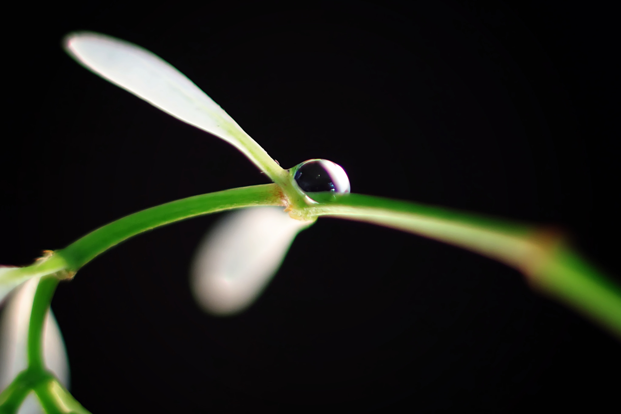 Canon EF 50mm F2.5 Macro sample photo. Raindrops fell like jellytots photography