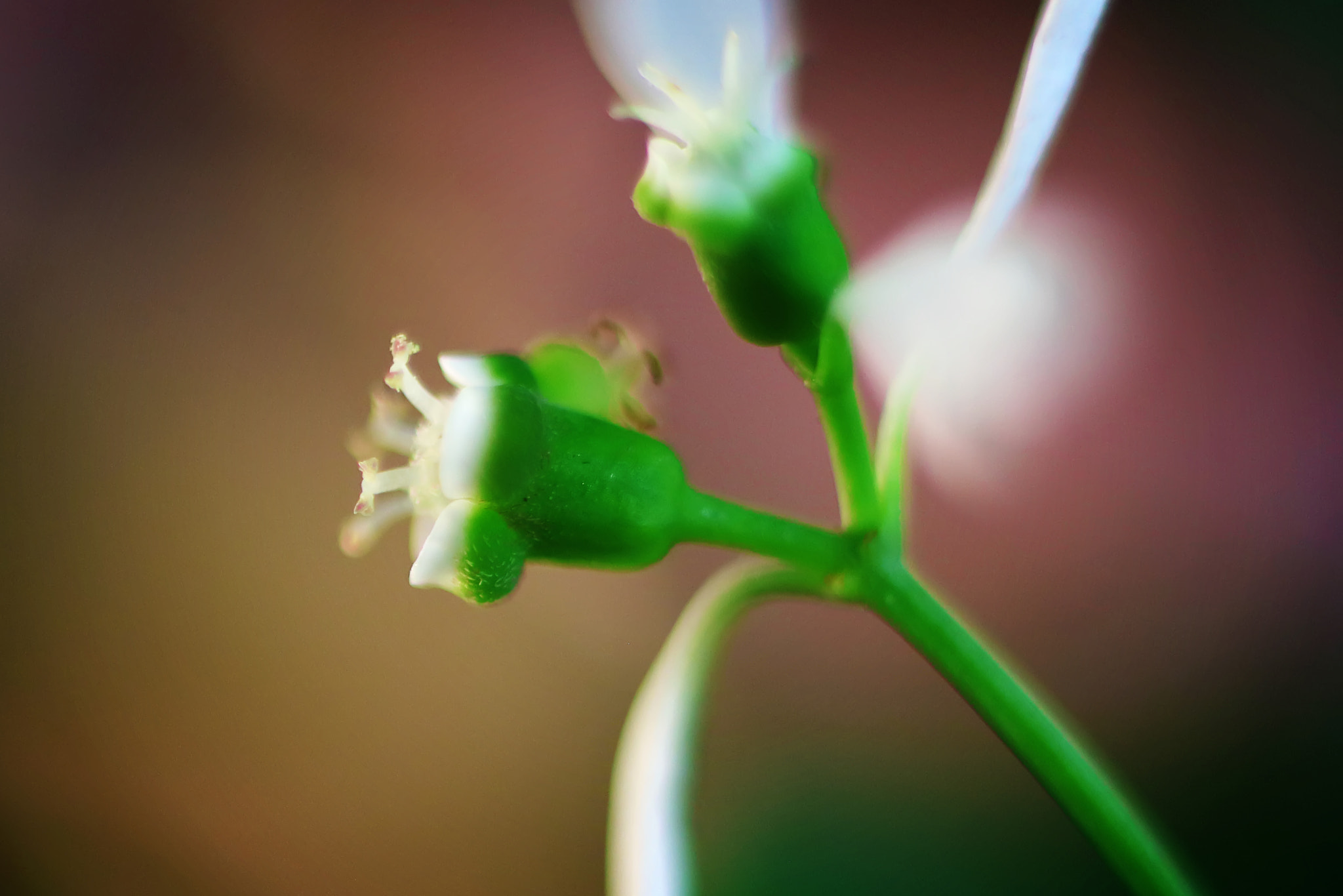 Canon EF 50mm F2.5 Macro sample photo. Split personality photography