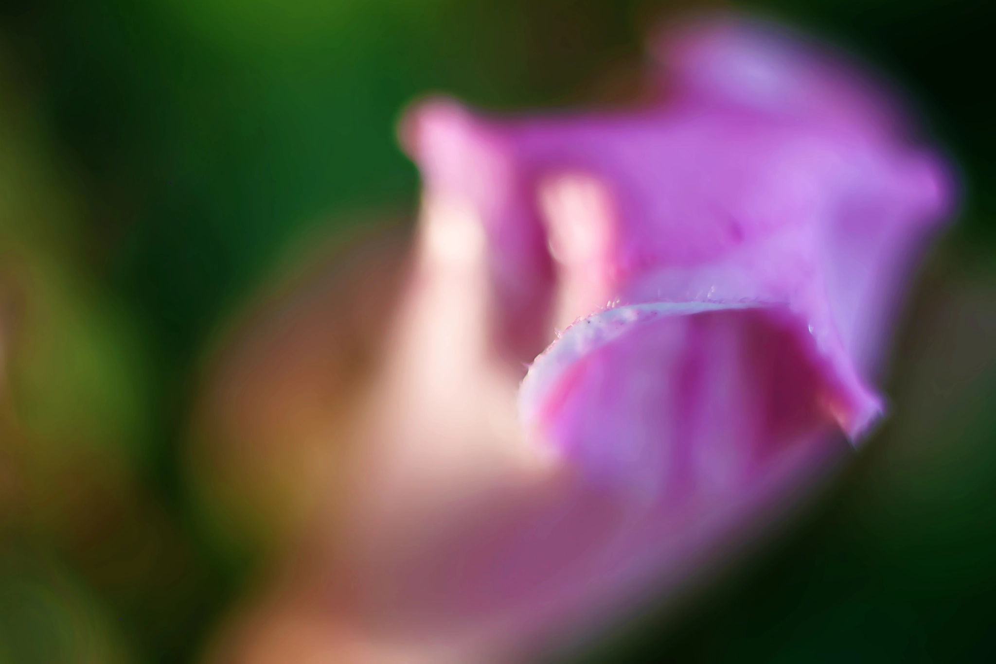 Canon EF 50mm F2.5 Macro sample photo. Kissy lips photography