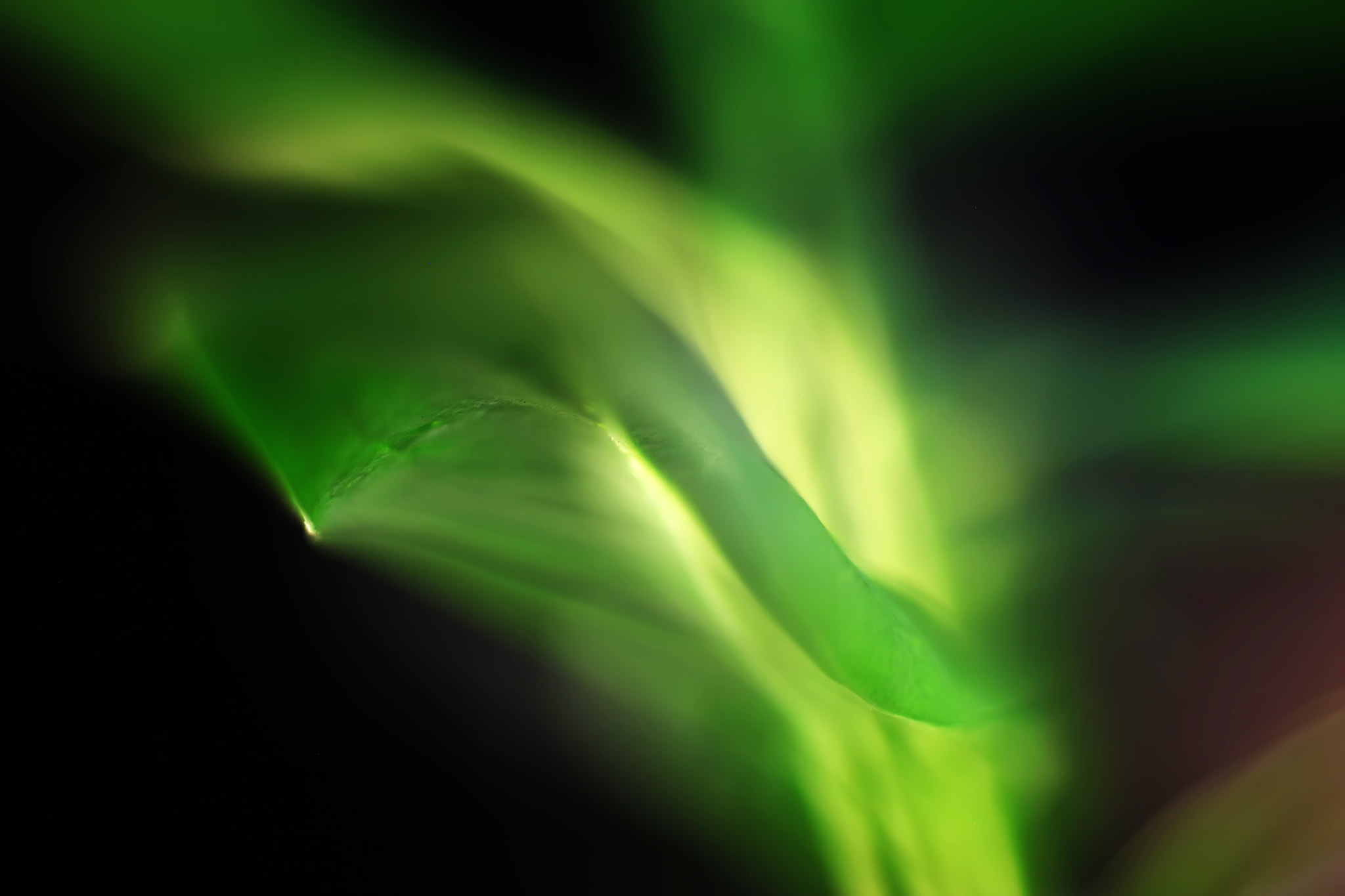 Canon EF 50mm F2.5 Macro sample photo. Leaf dancing in the wind photography