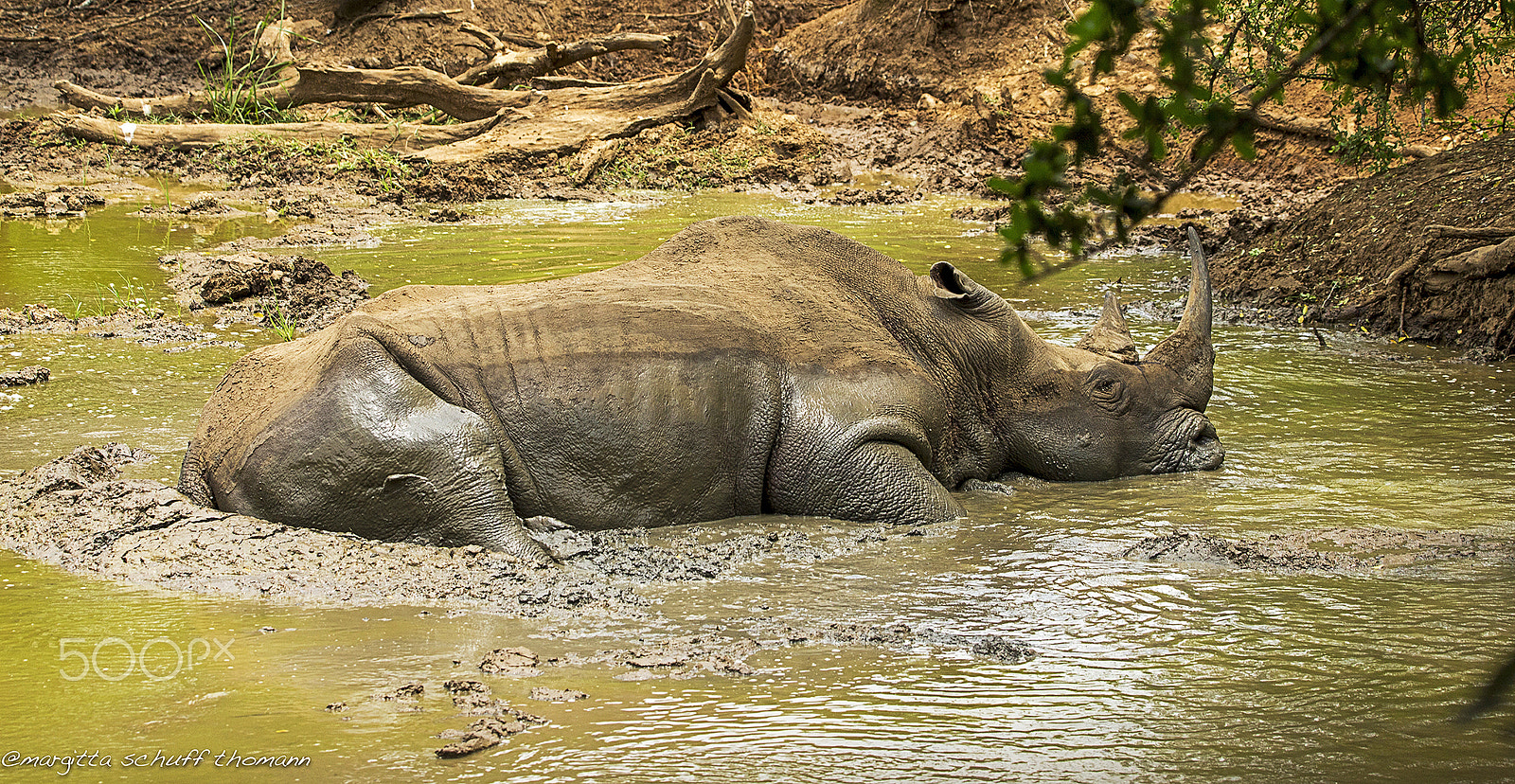 Tamron SP 150-600mm F5-6.3 Di VC USD sample photo. Soaked... photography