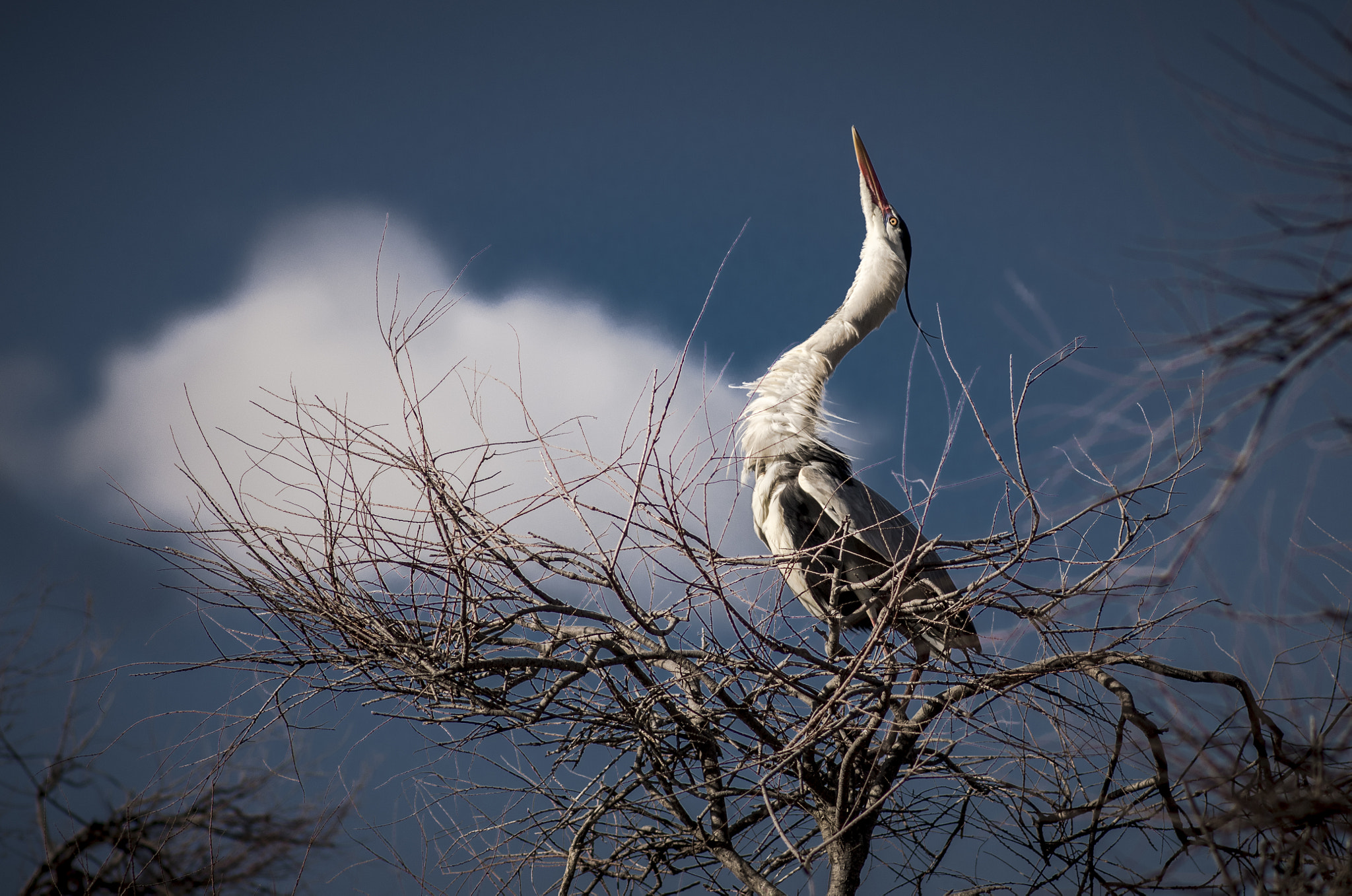 Pentax K-5 IIs + Pentax smc DA* 200mm F2.8 ED (IF) SDM sample photo. Grey heron photography