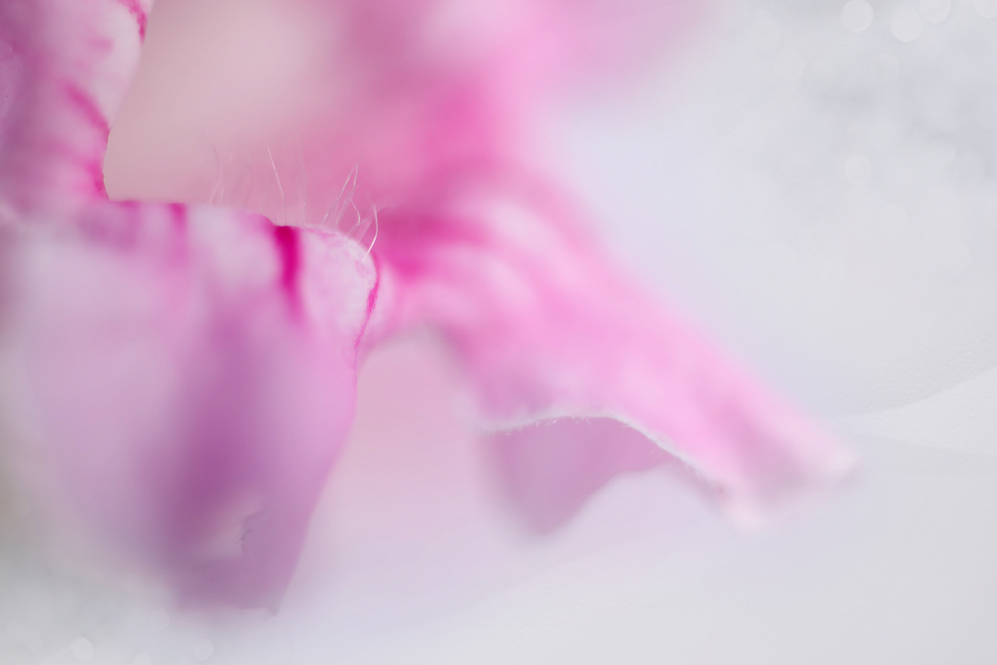 Canon EF 50mm F2.5 Macro sample photo. I dreamed a dream photography