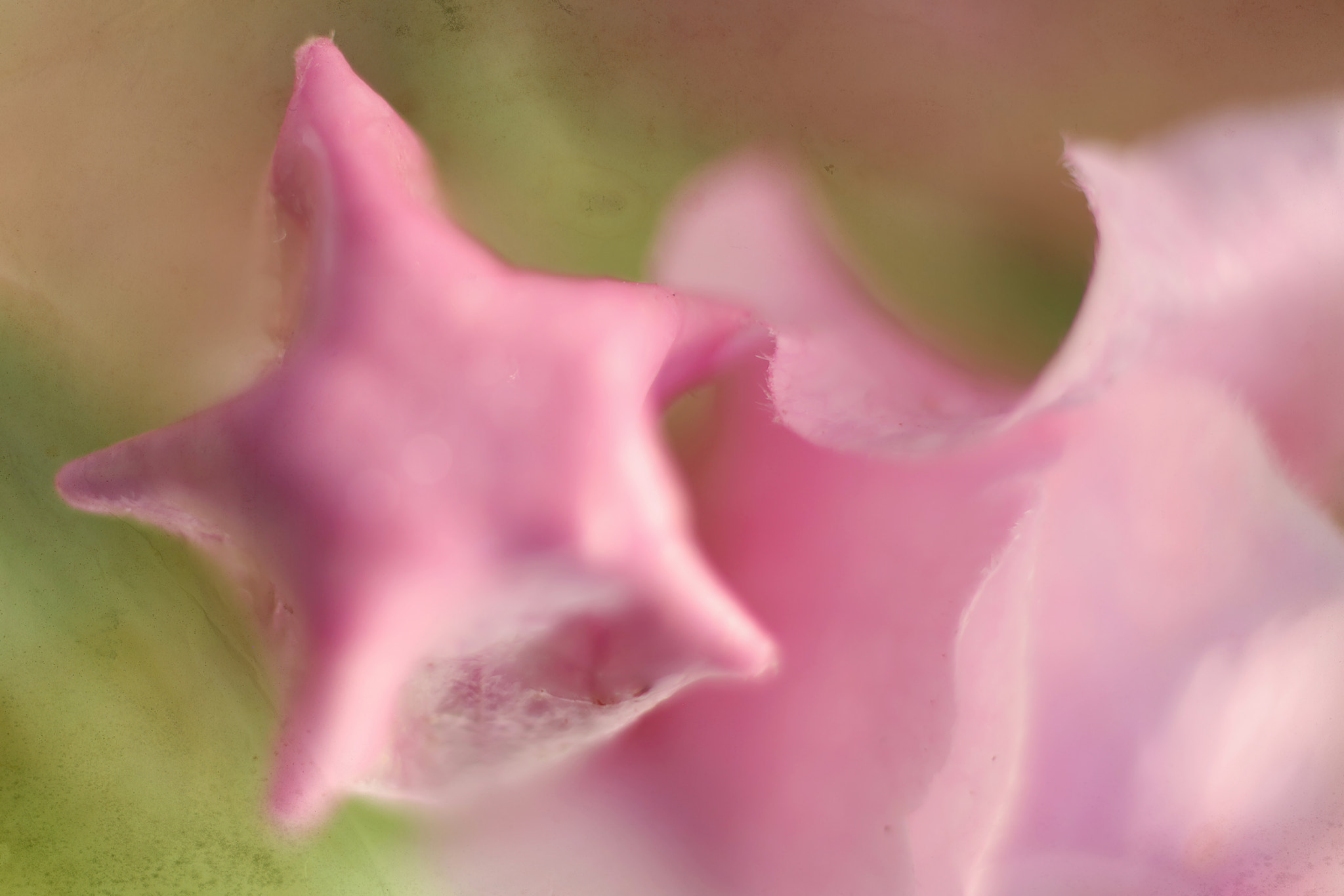 Canon EF 50mm F2.5 Macro sample photo. I know him so well photography