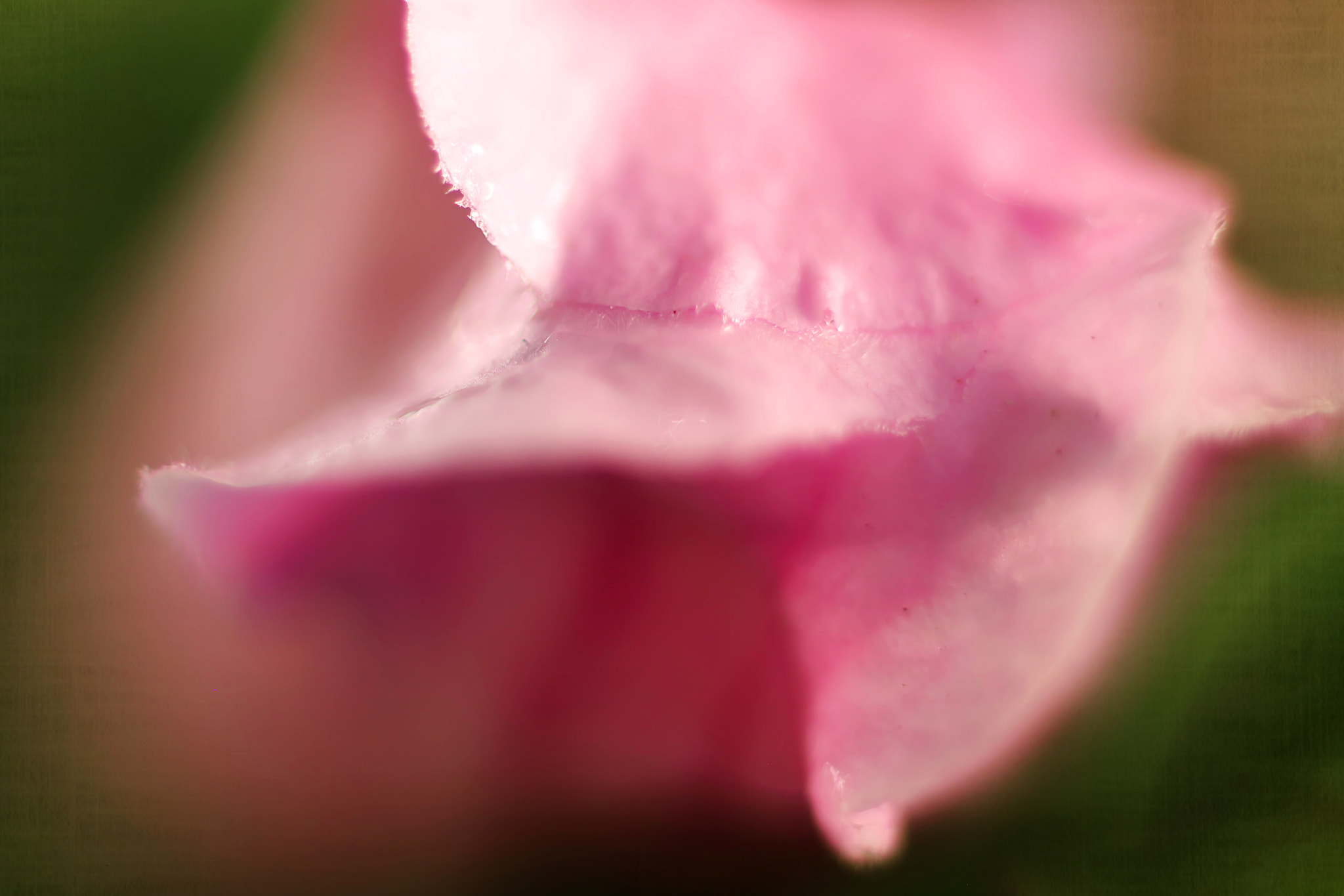 Canon EF 50mm F2.5 Macro sample photo. I could have danced all night photography