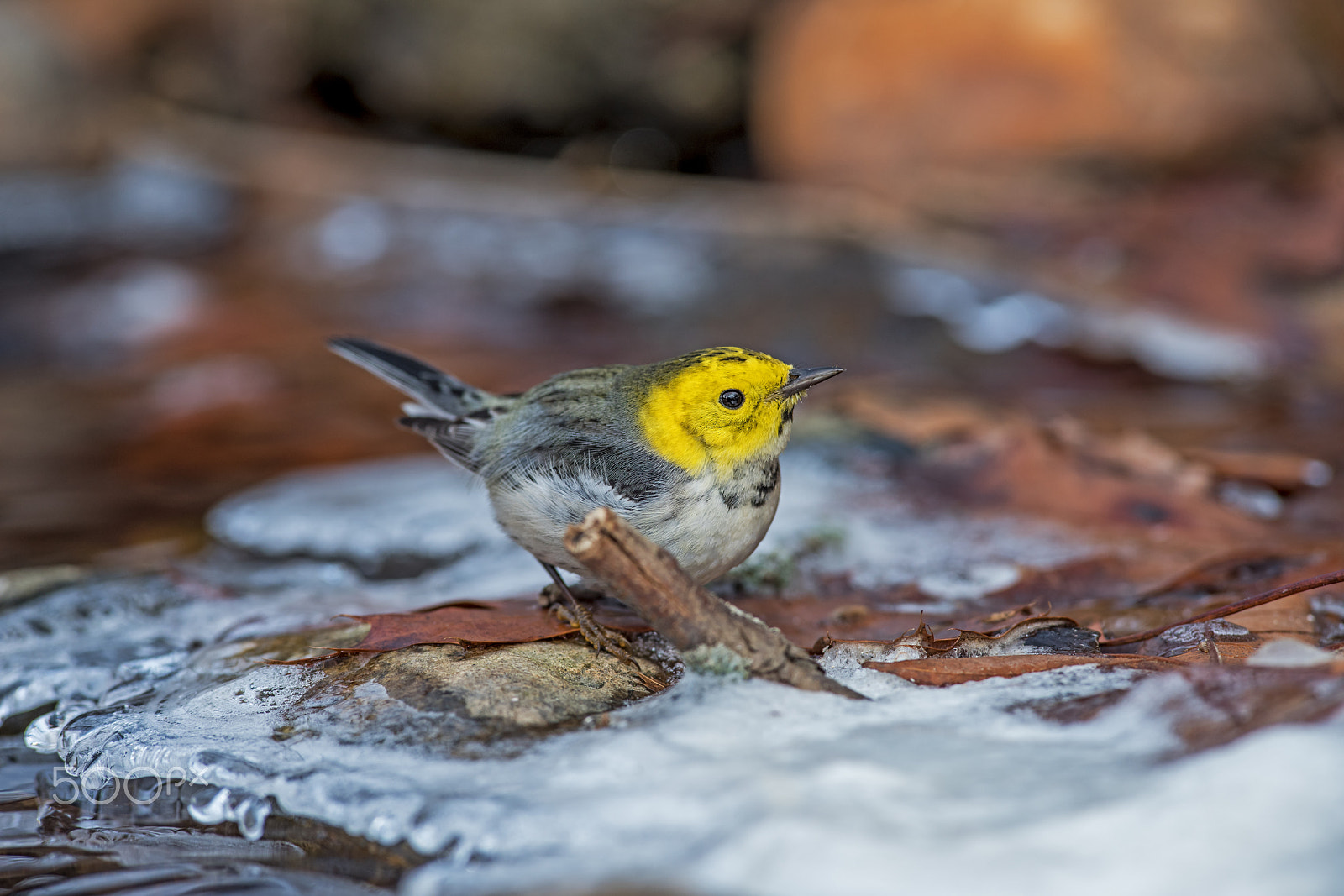 Nikon AF-S Nikkor 300mm F2.8G ED-IF VR sample photo. Hermit warbler photography