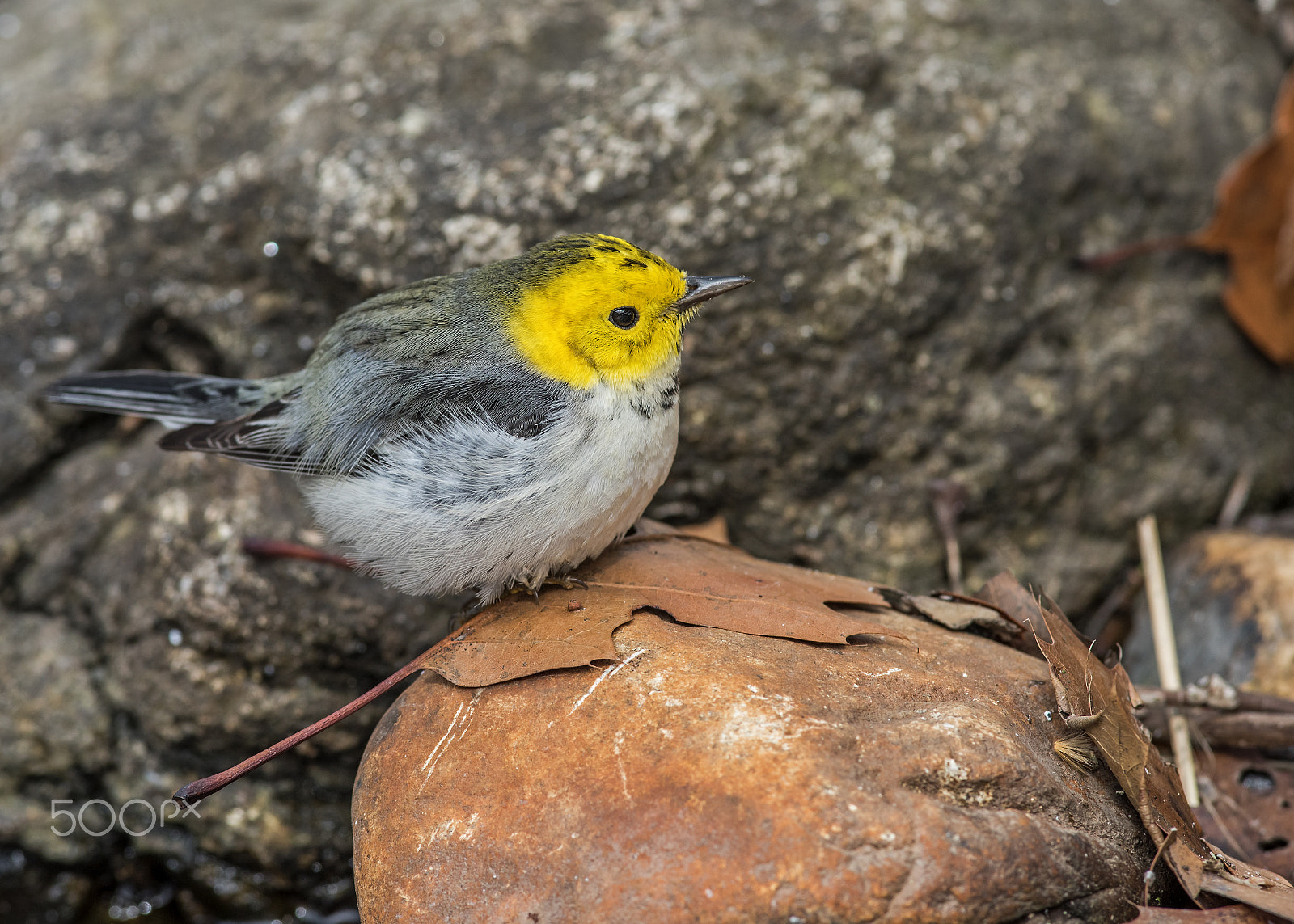 Nikon AF-S Nikkor 300mm F2.8G ED-IF VR sample photo. Hermit warbler photography