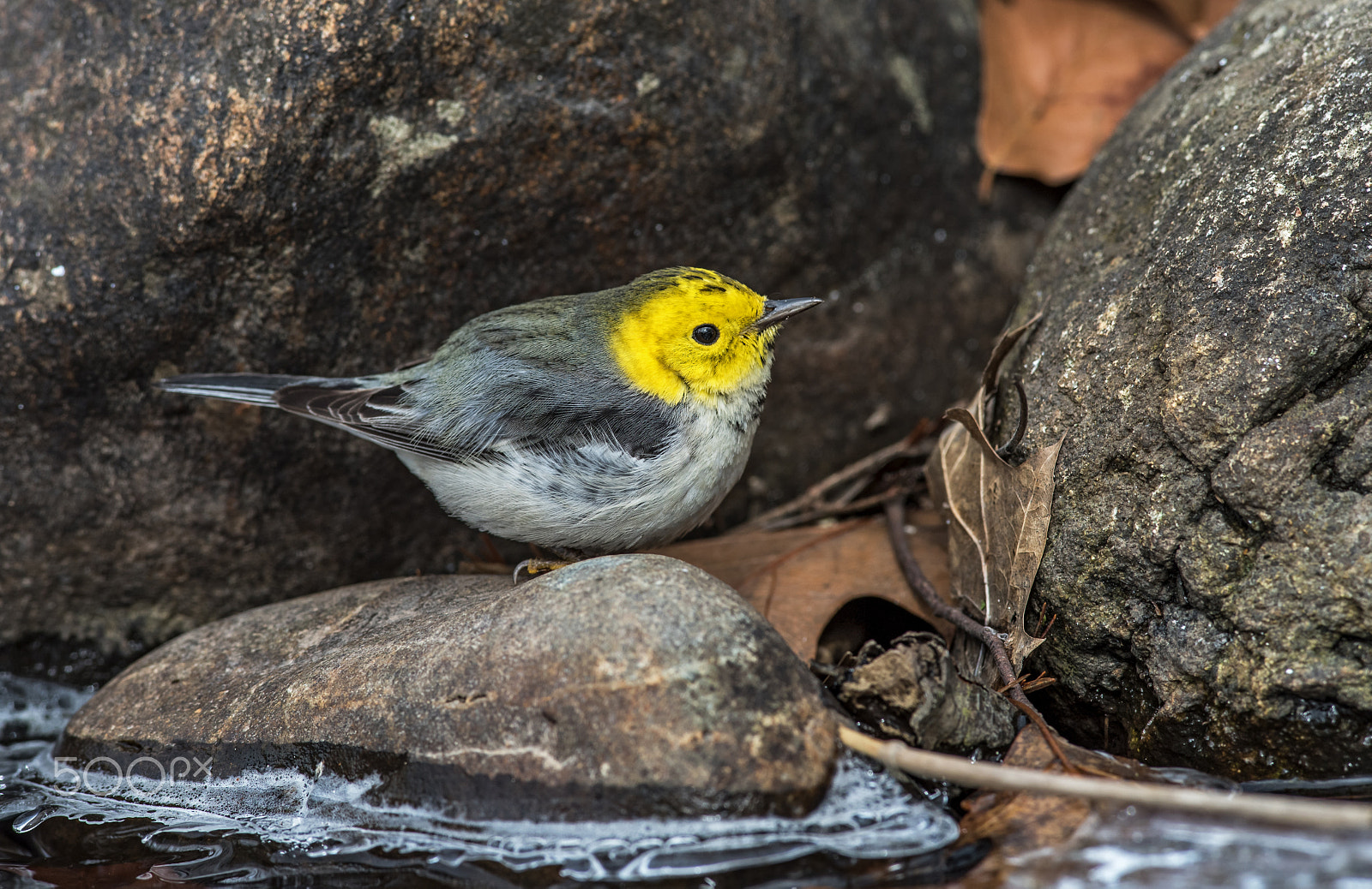 Nikon AF-S Nikkor 300mm F2.8G ED-IF VR sample photo. Hermit warbler photography