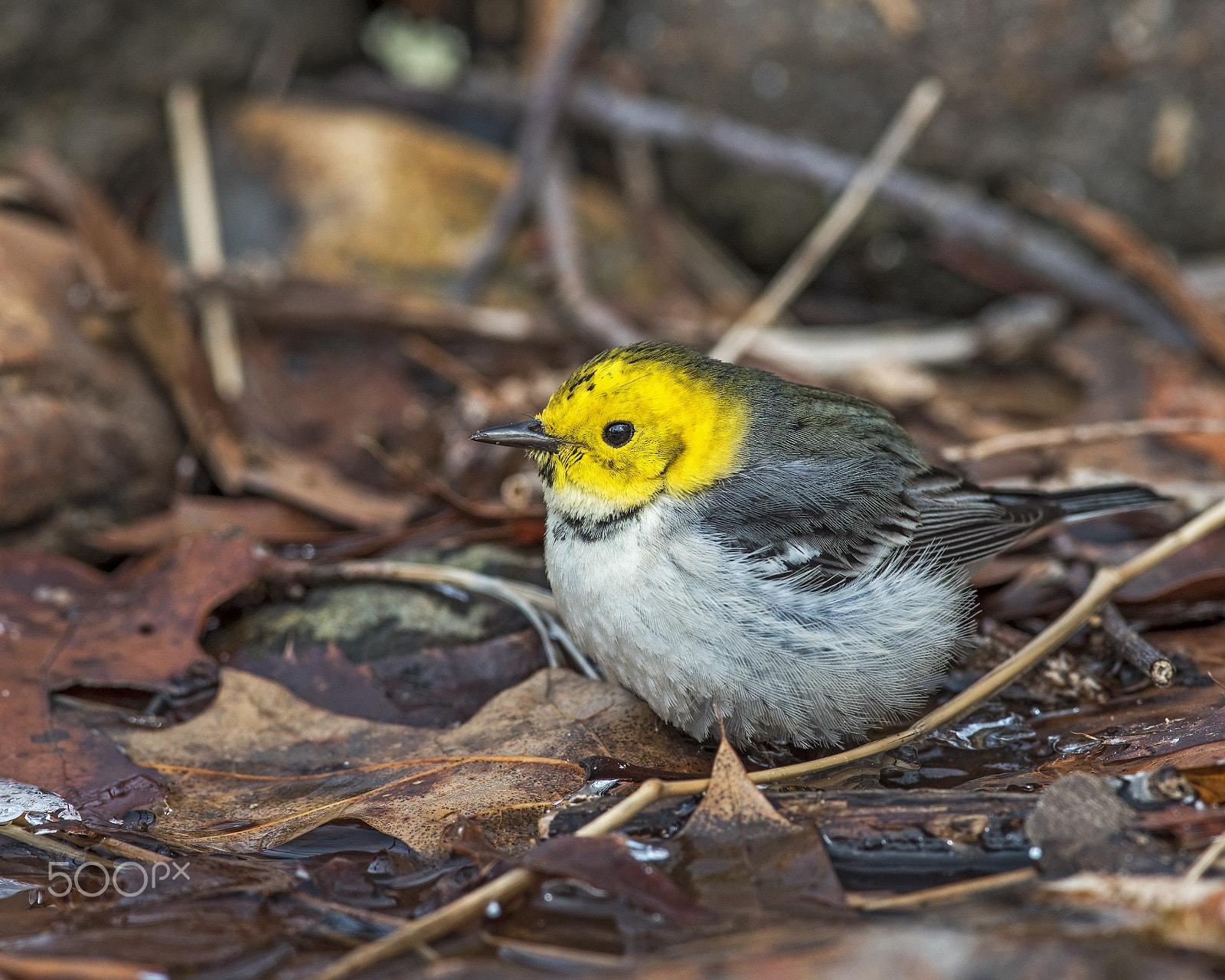 Nikon AF-S Nikkor 300mm F2.8G ED-IF VR sample photo. Hermit warbler photography