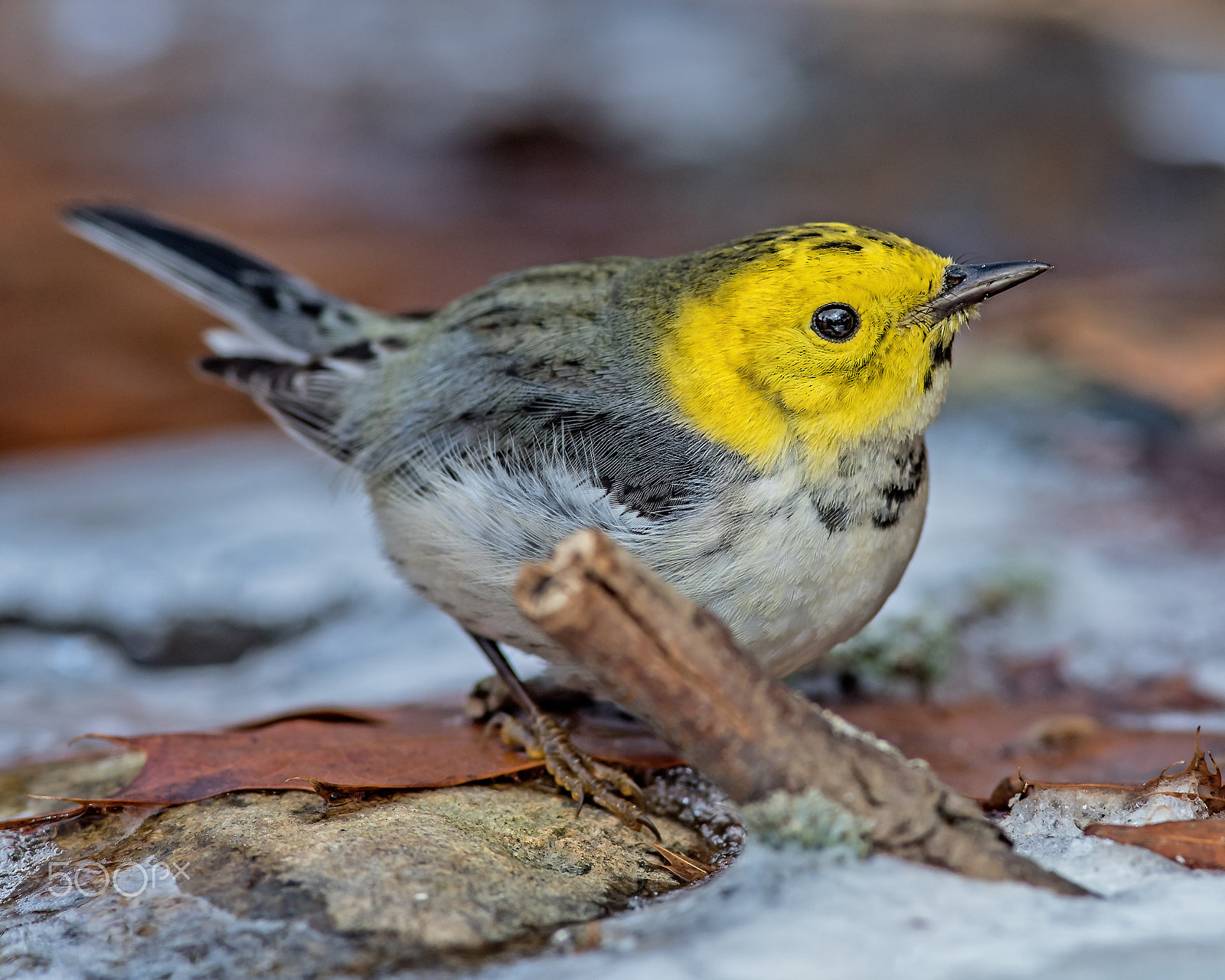 Nikon AF-S Nikkor 300mm F2.8G ED-IF VR sample photo. Hermit warbler photography