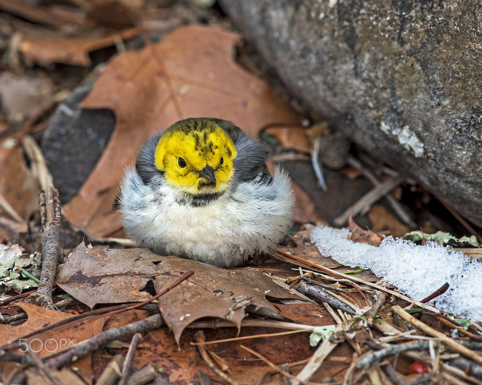 Nikon AF-S Nikkor 300mm F2.8G ED-IF VR sample photo. Hermit warbler photography