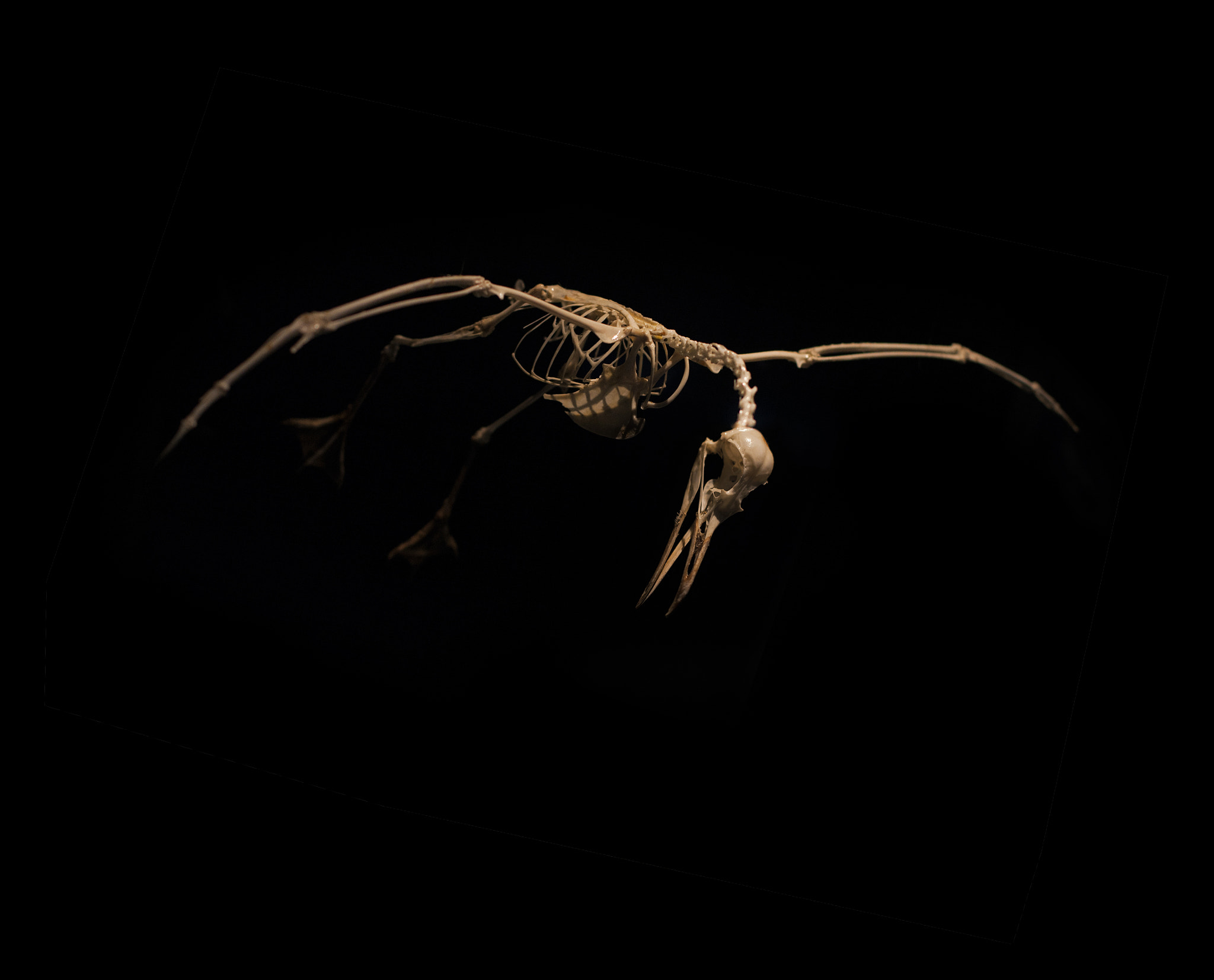 Canon EOS 400D (EOS Digital Rebel XTi / EOS Kiss Digital X) + Canon EF 50mm F1.4 USM sample photo. Skeleton birds in flight on black background photography