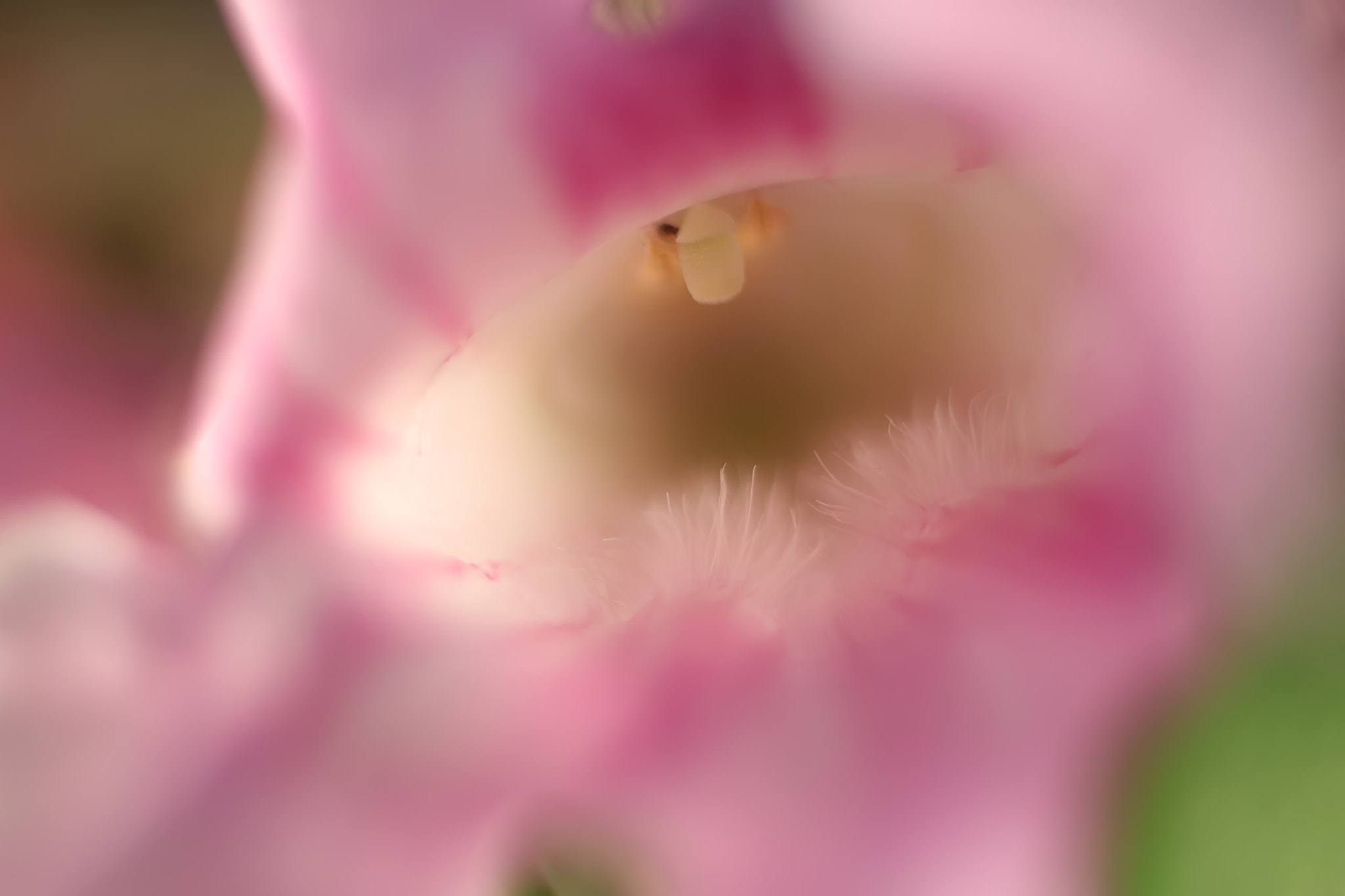 Canon EF 50mm F2.5 Macro sample photo. Defying gravity photography