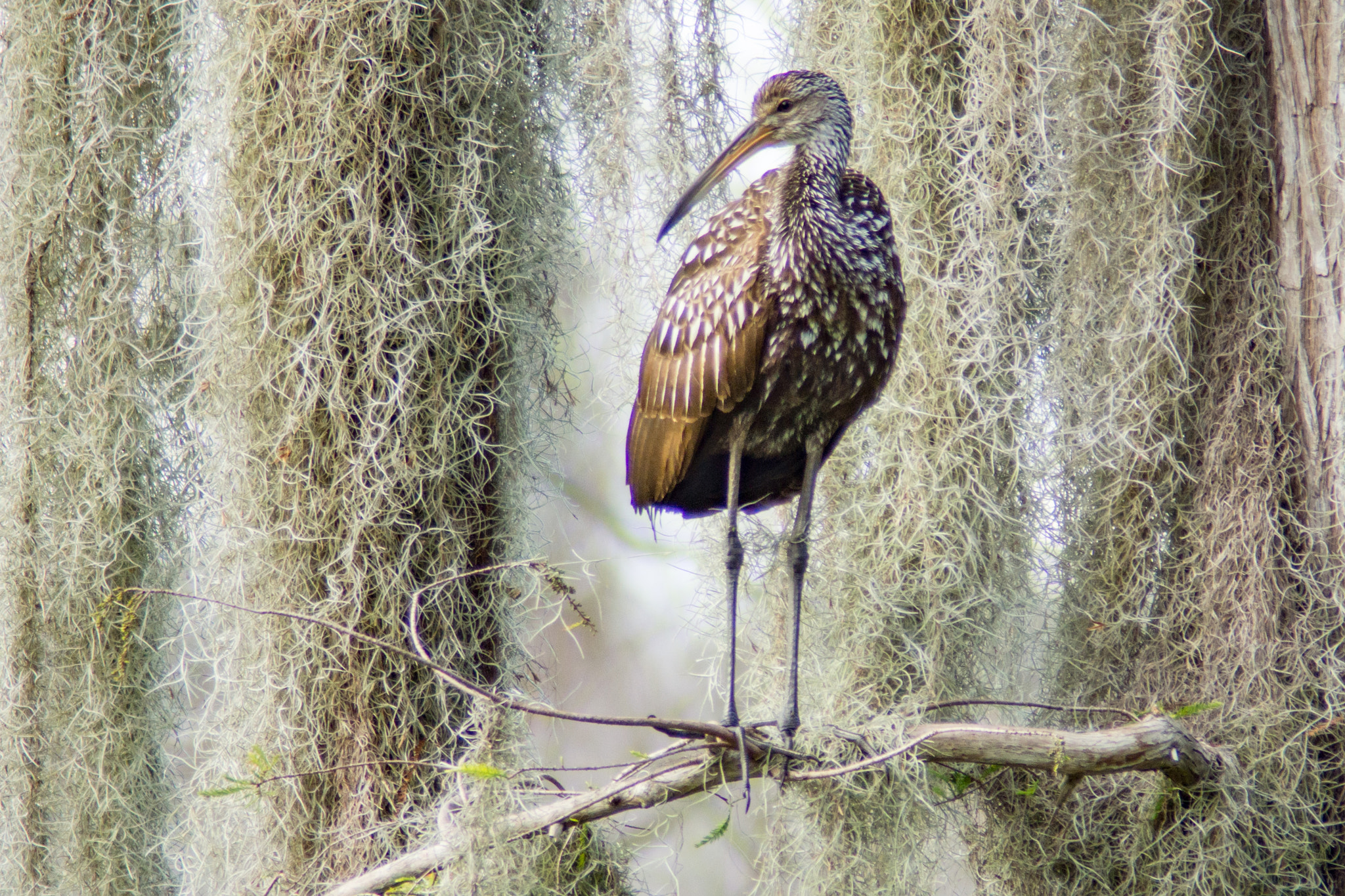 Sony SLT-A65 (SLT-A65V) sample photo. Limpkin in spanish moss photography